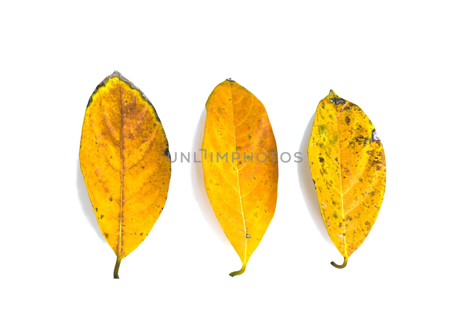 Tropical dry leaves set on white back ground isolated