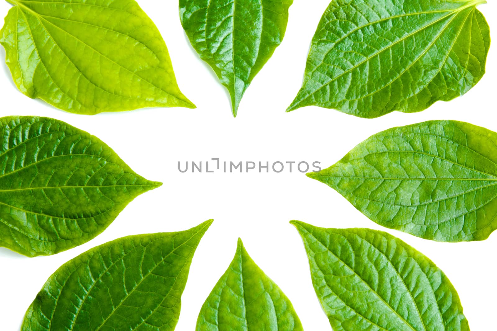 Green leave isolated over white background with clipping path. by kirisa99