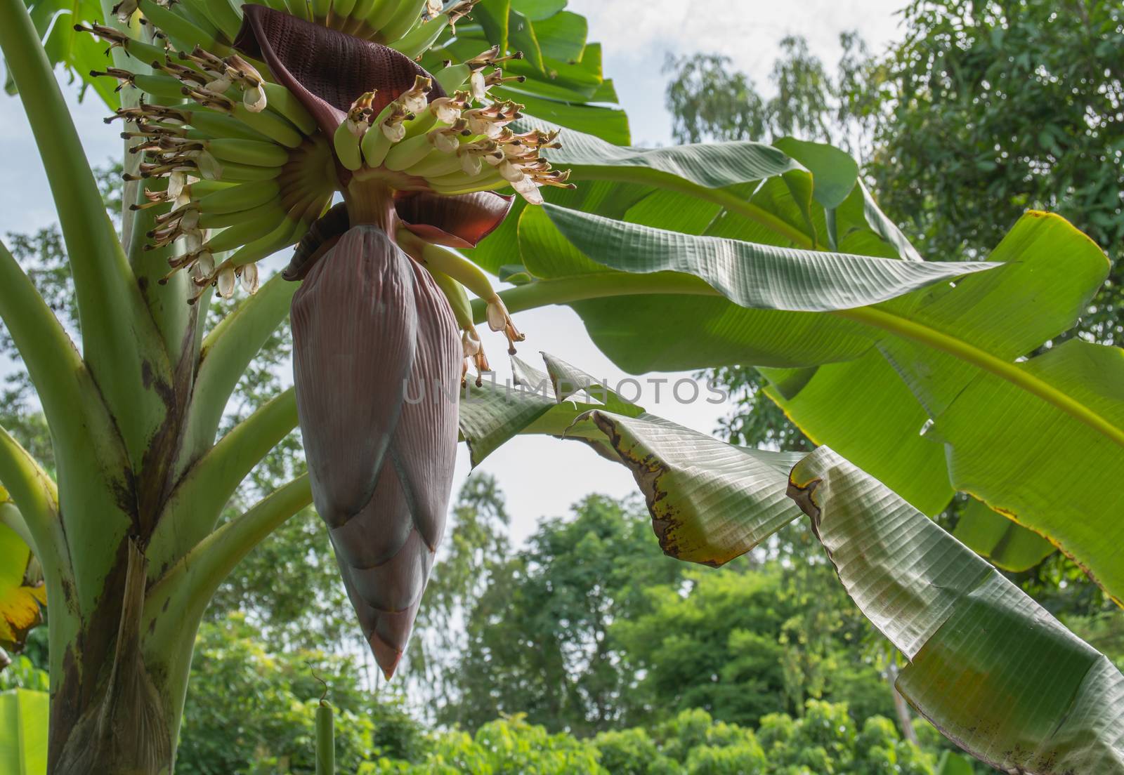 Banana tree with bunch of growing ripe green bananas. Banana tre by kirisa99