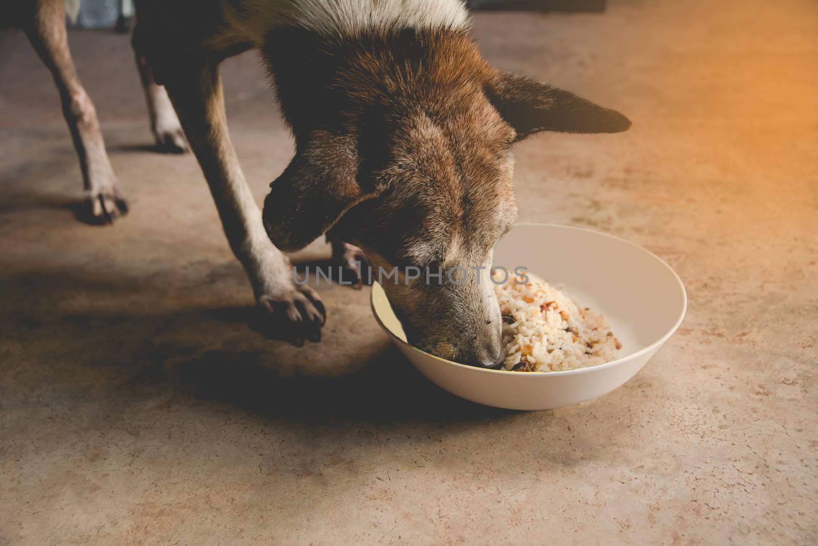 Hungry dog is feeding at home. Close up of dog eating from the bowl.