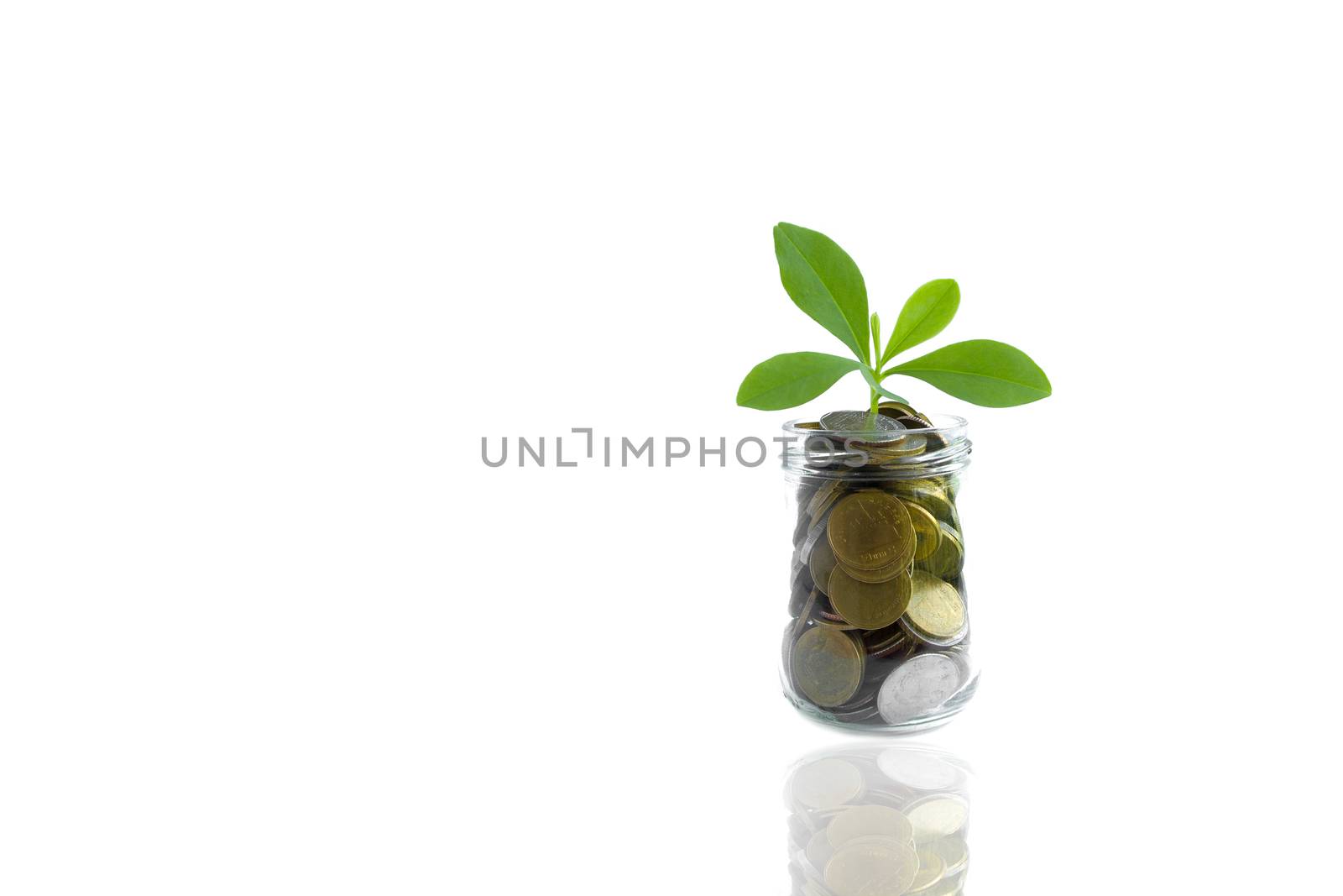 Coins and plant in bottle, Business investment saving concept. Coins in bottle on white background, Business investment concept