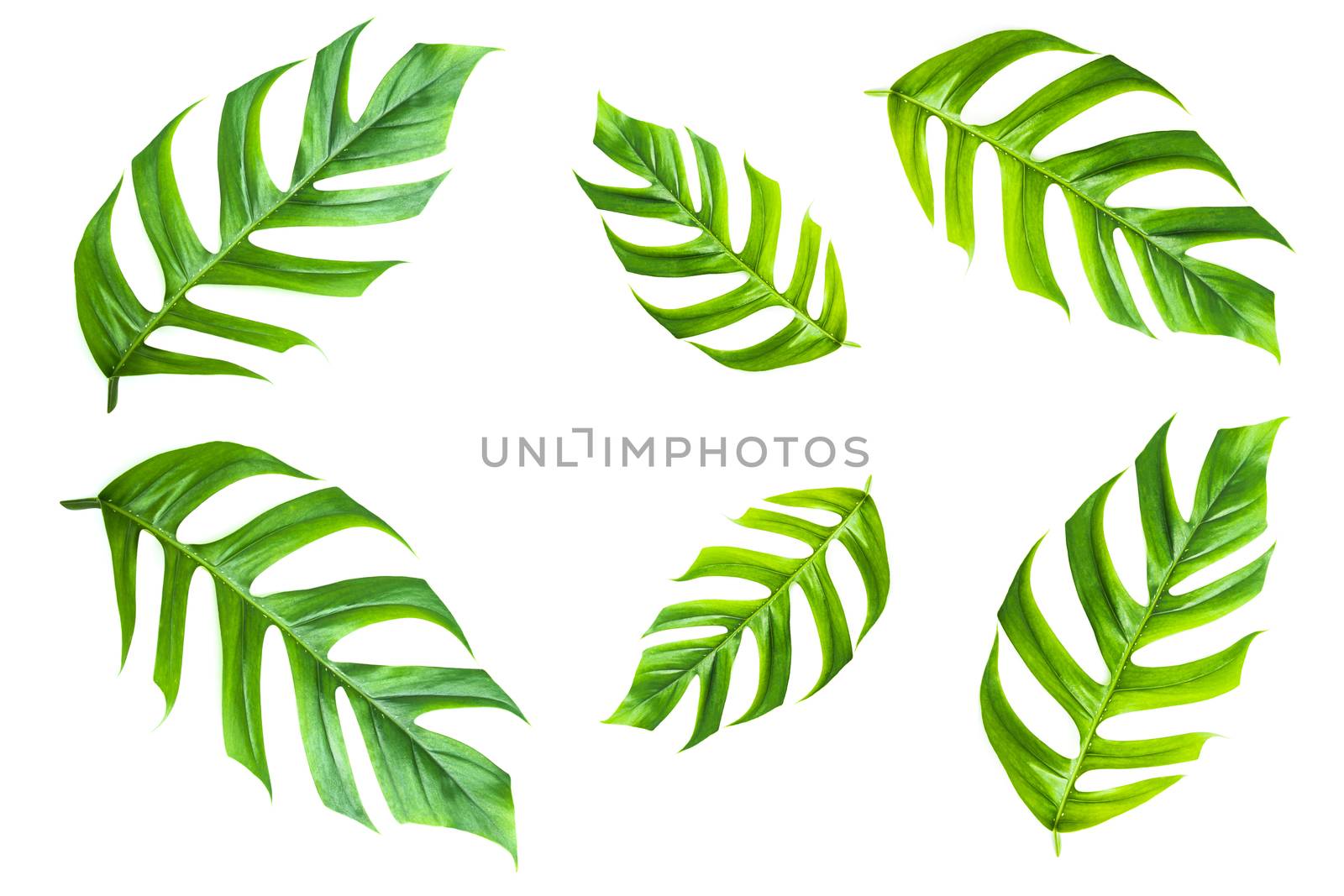 Green sugarcane  leave isolated over white background with clipping path.