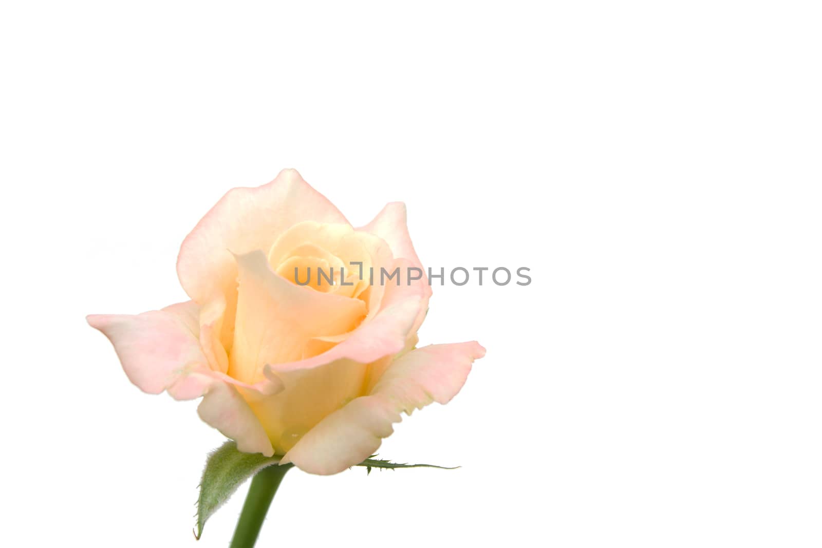 White rose isolated on white background