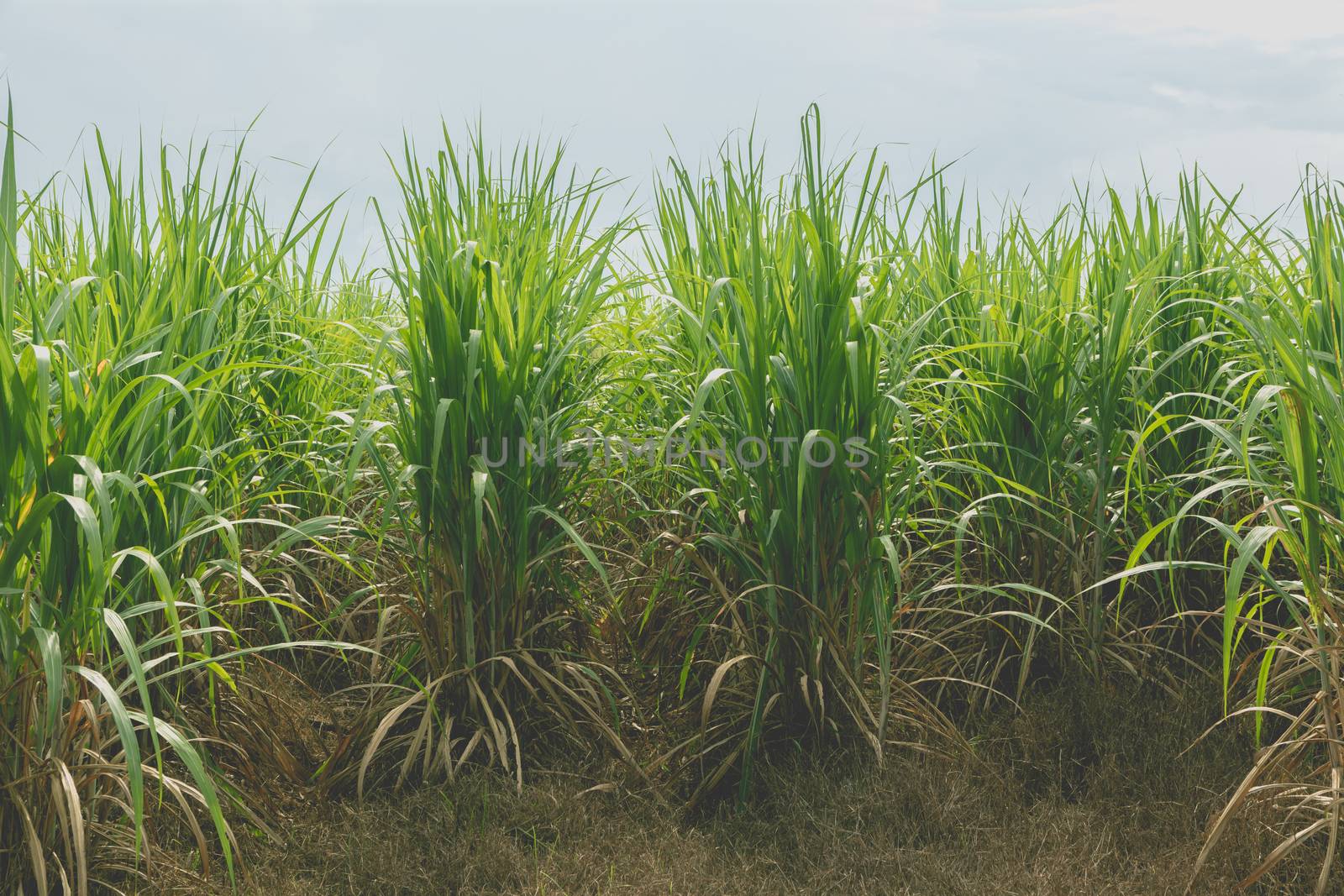 Sugarcane field in blue sky with white sun ray by kirisa99