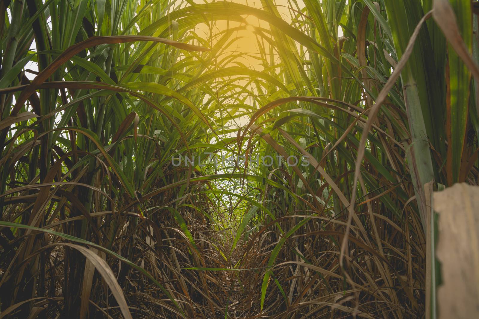 Green sugarcane field with orange sun ray at Thailand.