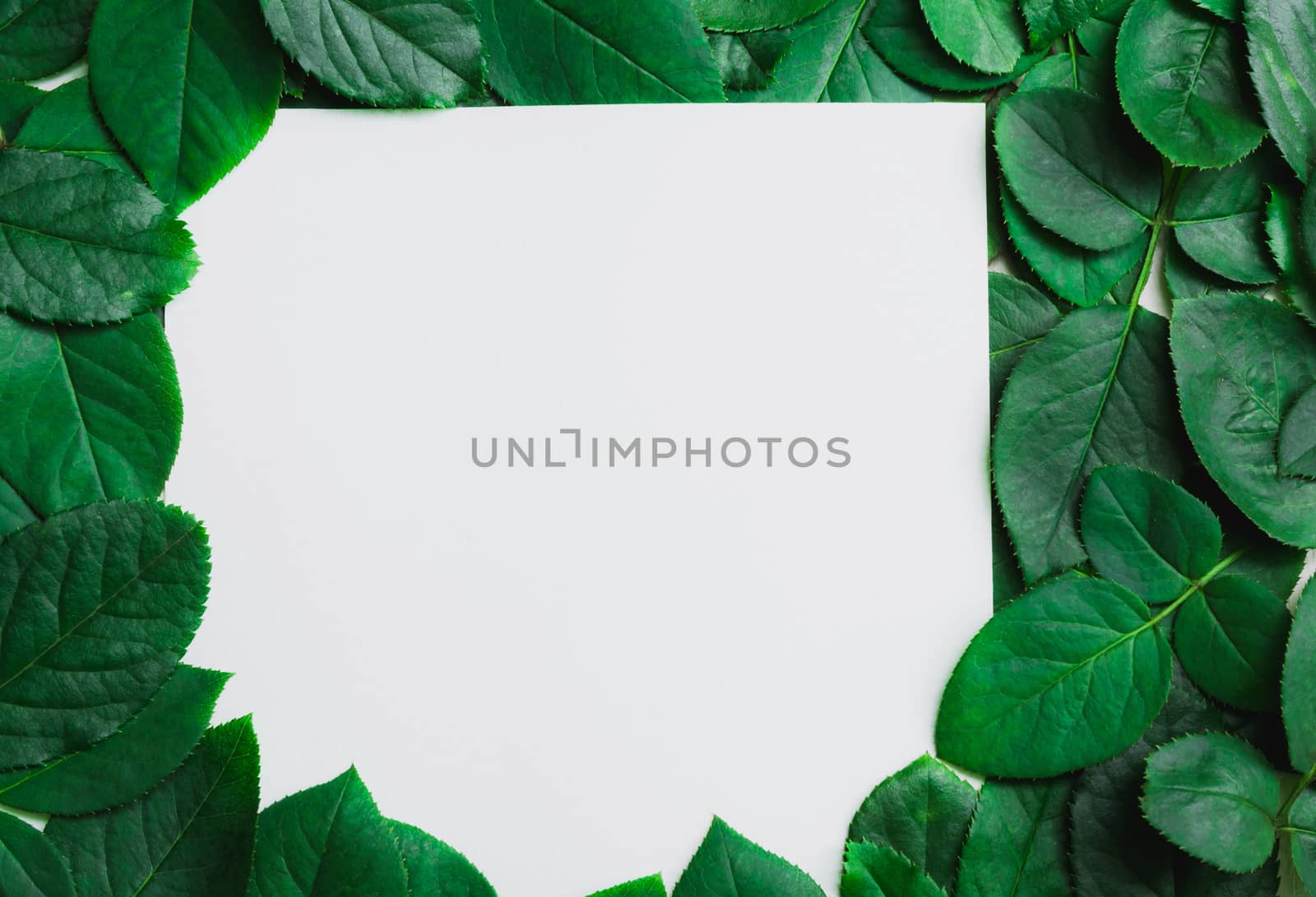 Green leaves border. Tree leaf frame isolated on white background with clipping path.