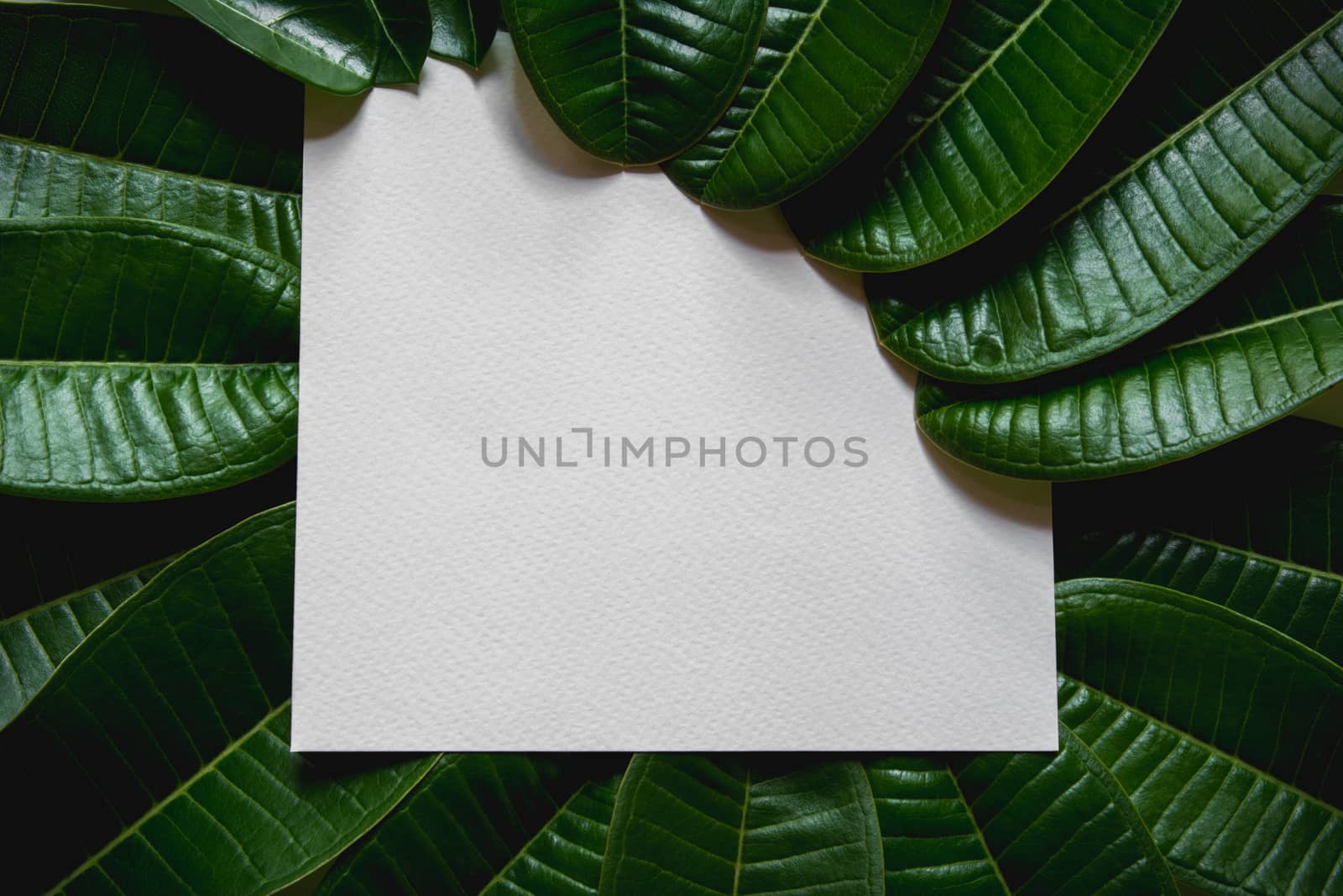 Green leaves border. Tree leaf frame isolated on white background with clipping path.