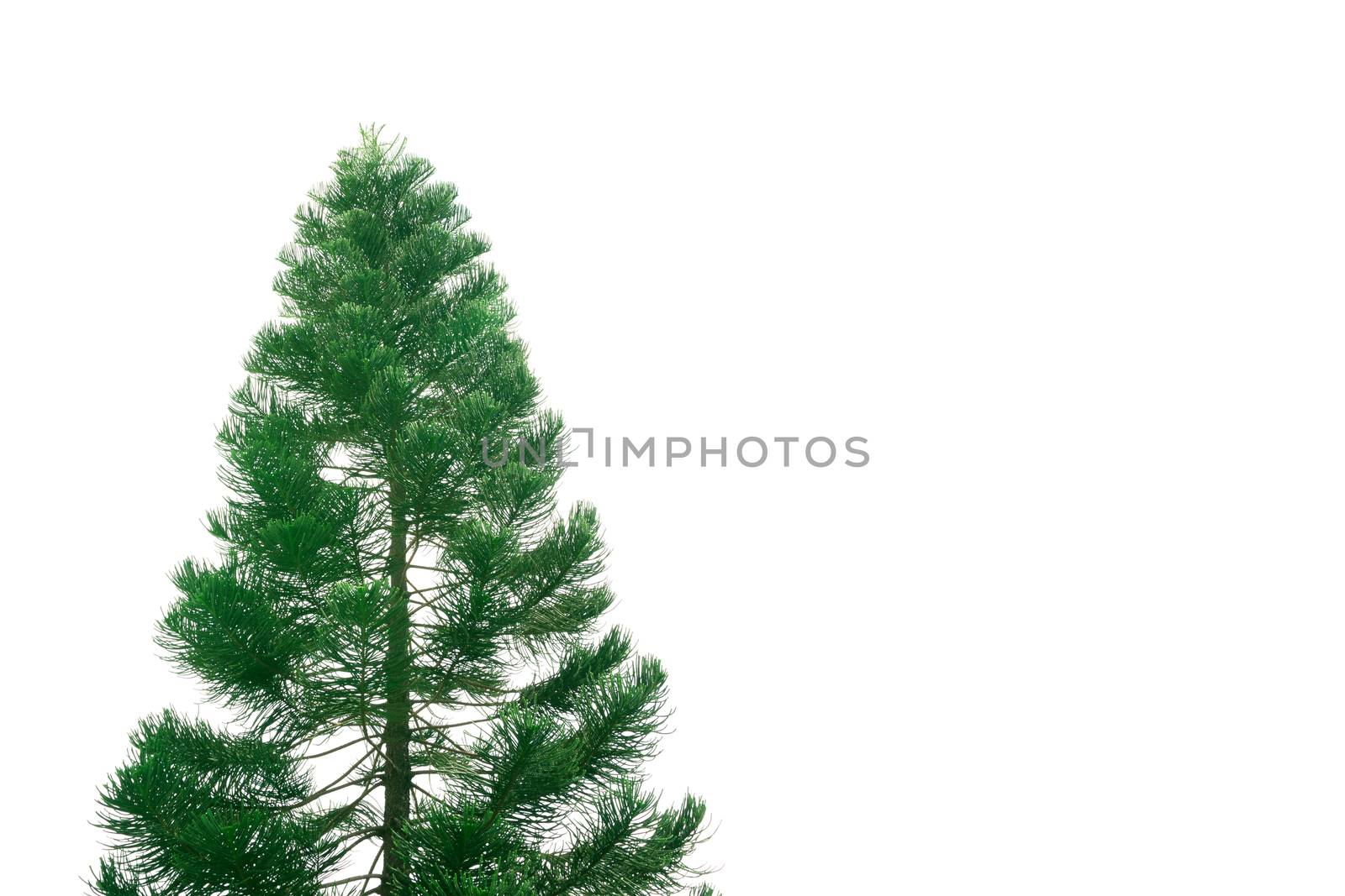 the big tree isolated on white background