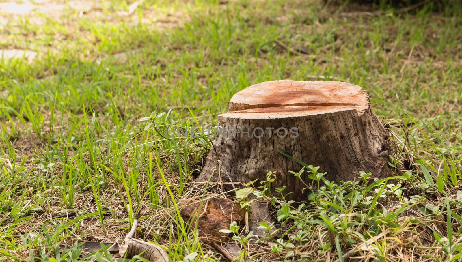 Stump on green grass in the garden. Old tree stump in the summer by kirisa99