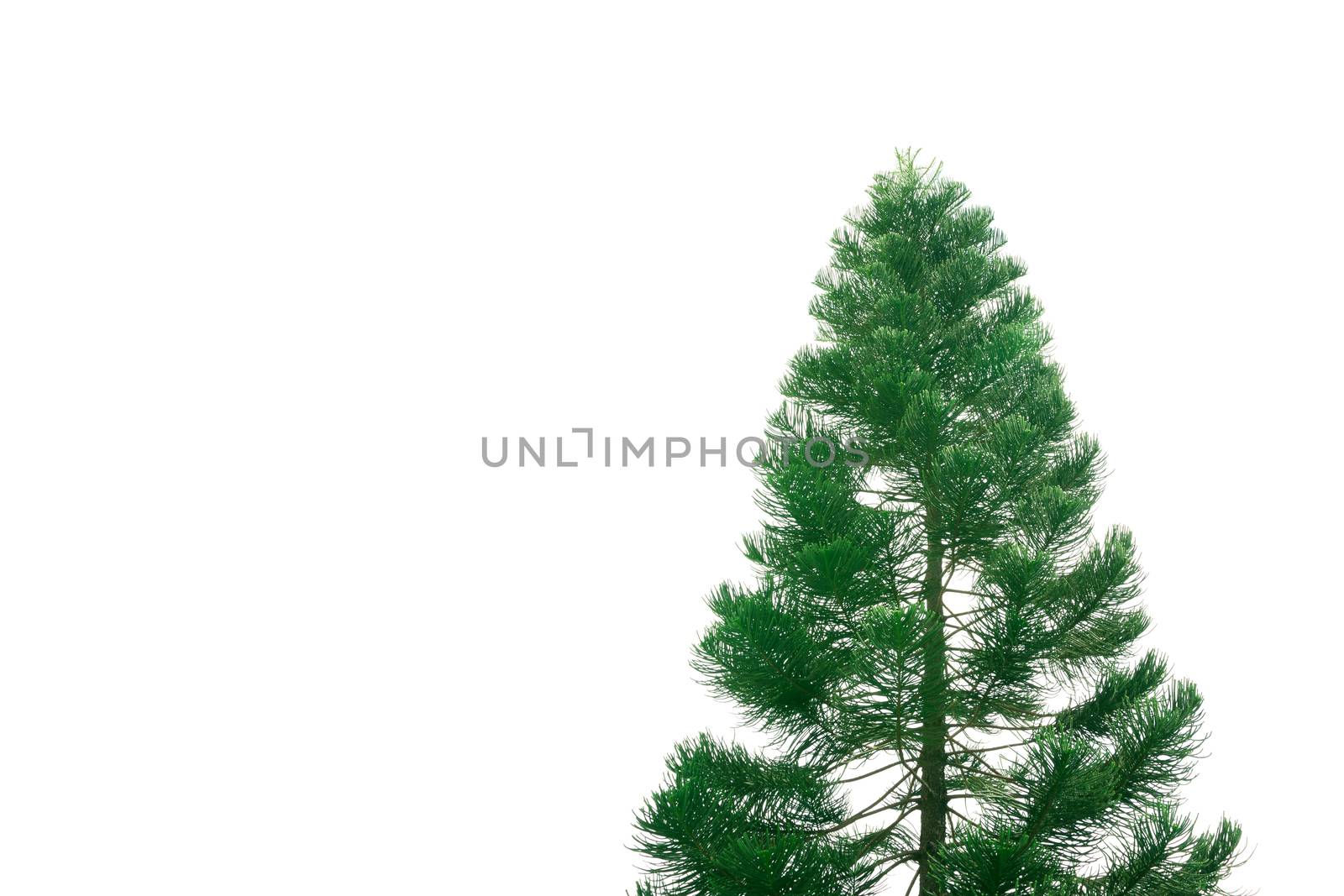 the big tree isolated on white background