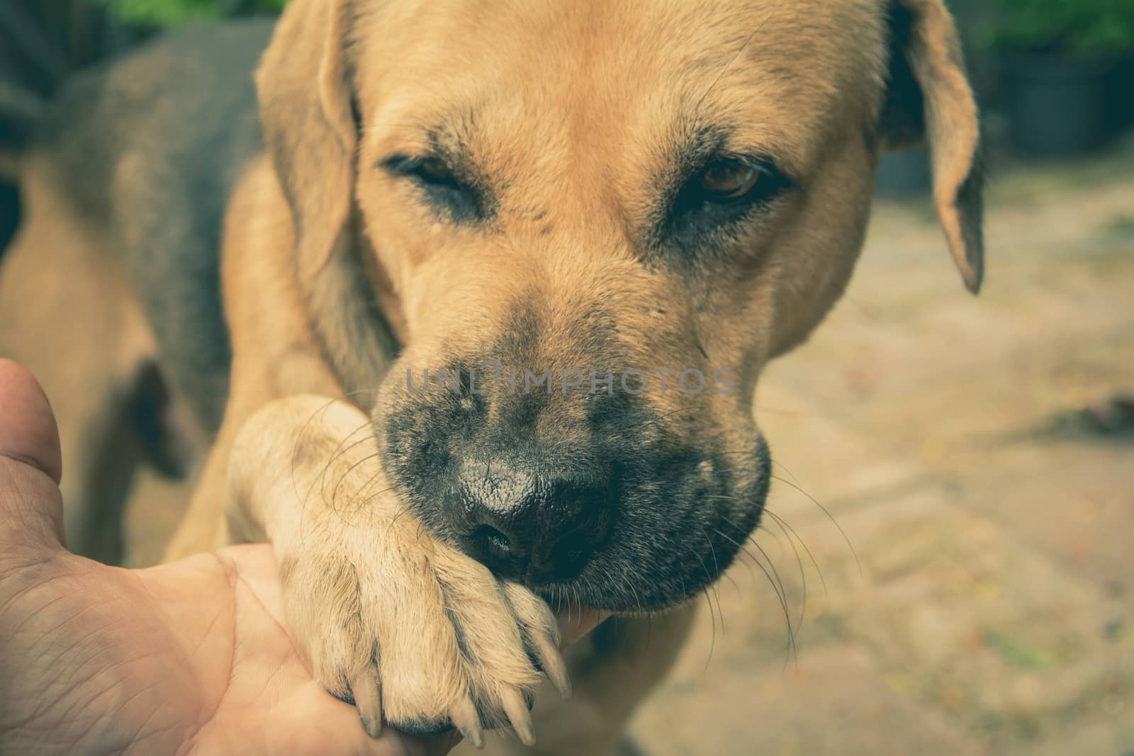 dogs shaking hand with human, friendship between human and dogs. Dog paw and human hand shaking.