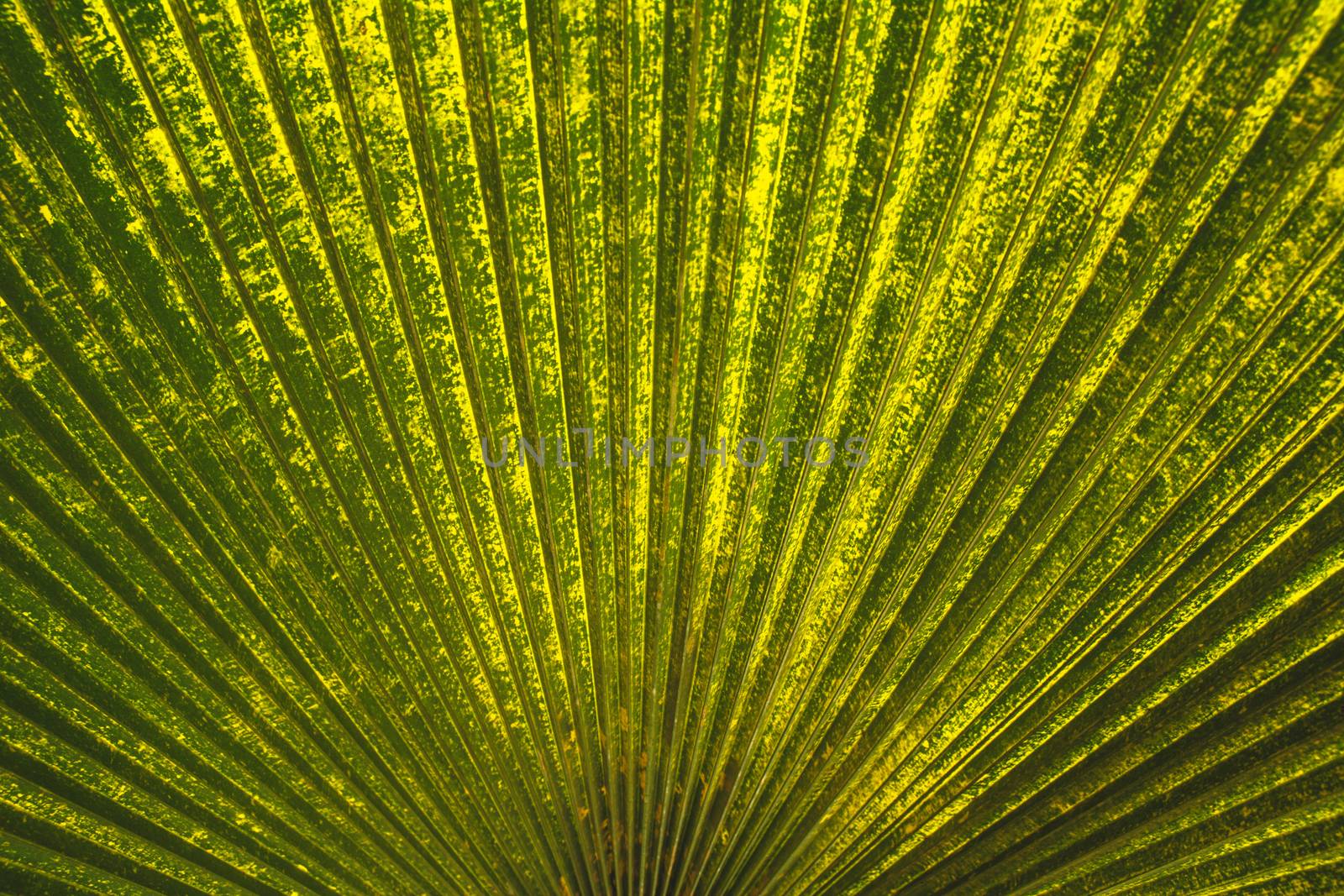 Green leaf macro, green fresh plants close up for background by kirisa99