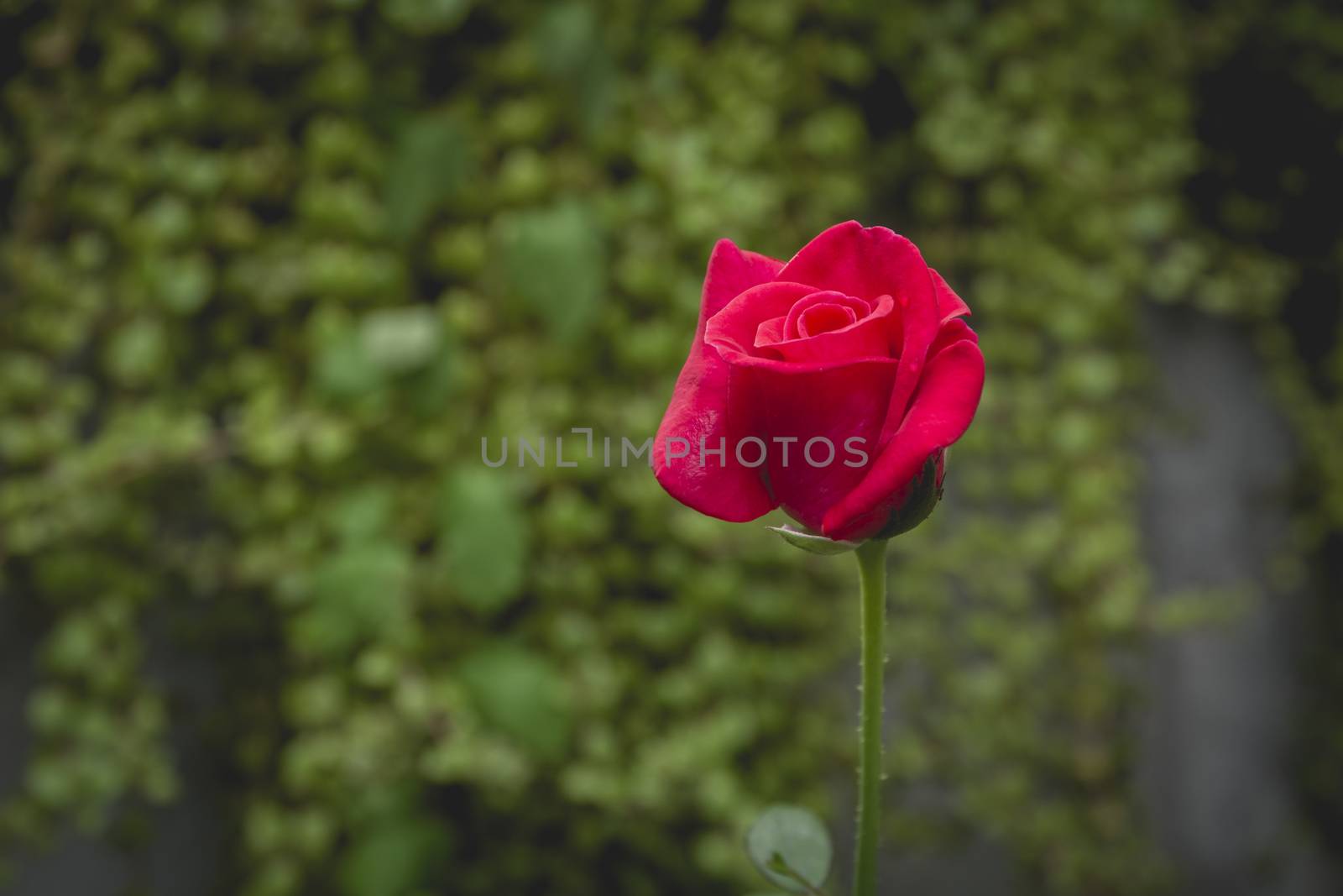 Red rose. Red roses on nature background. Valentines concept. by kirisa99