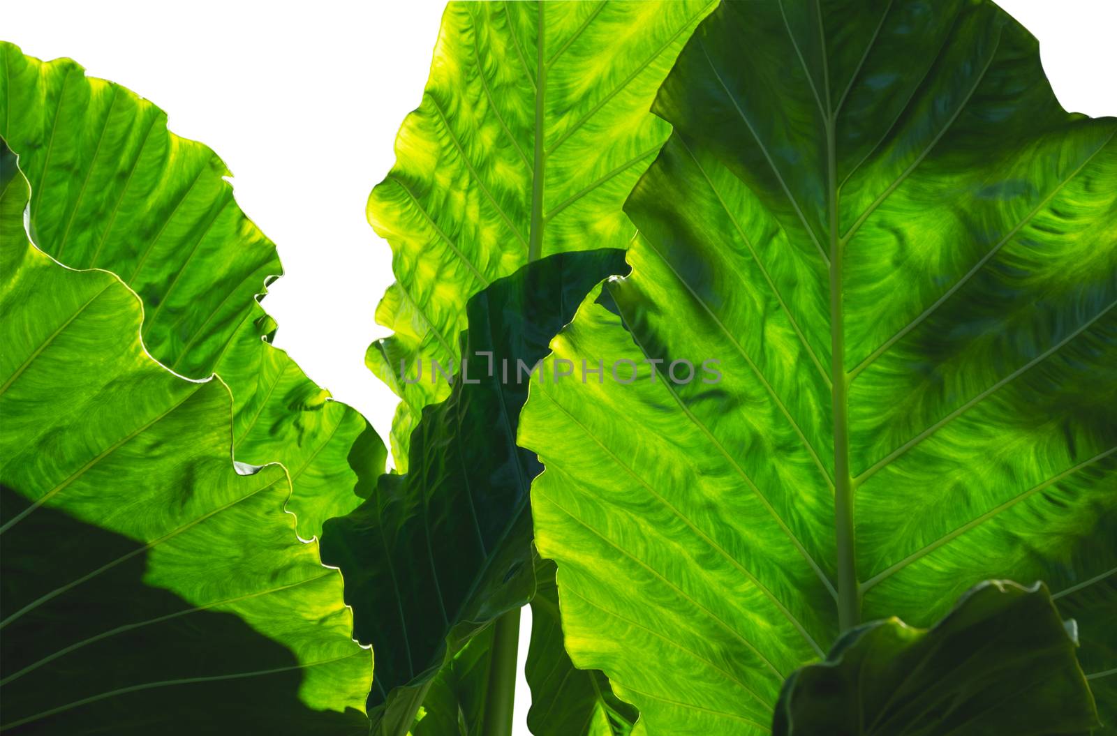 group of green leave isolated over white background.