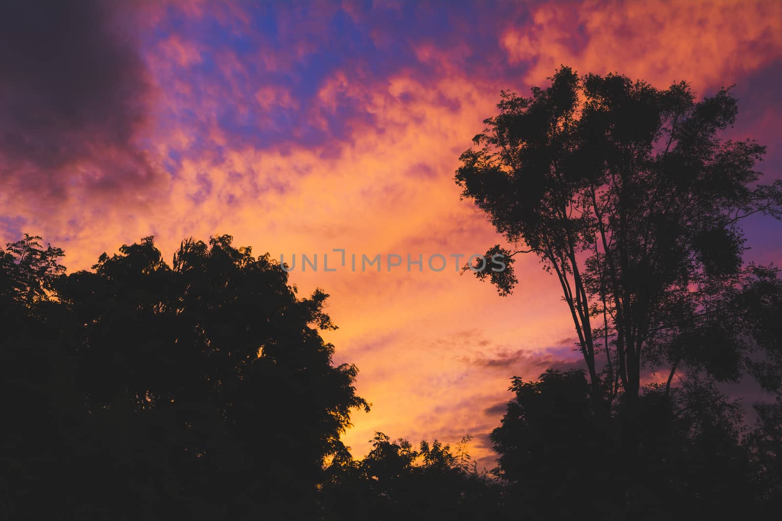 Trees on cloudy with sky at evening background silhouette style.