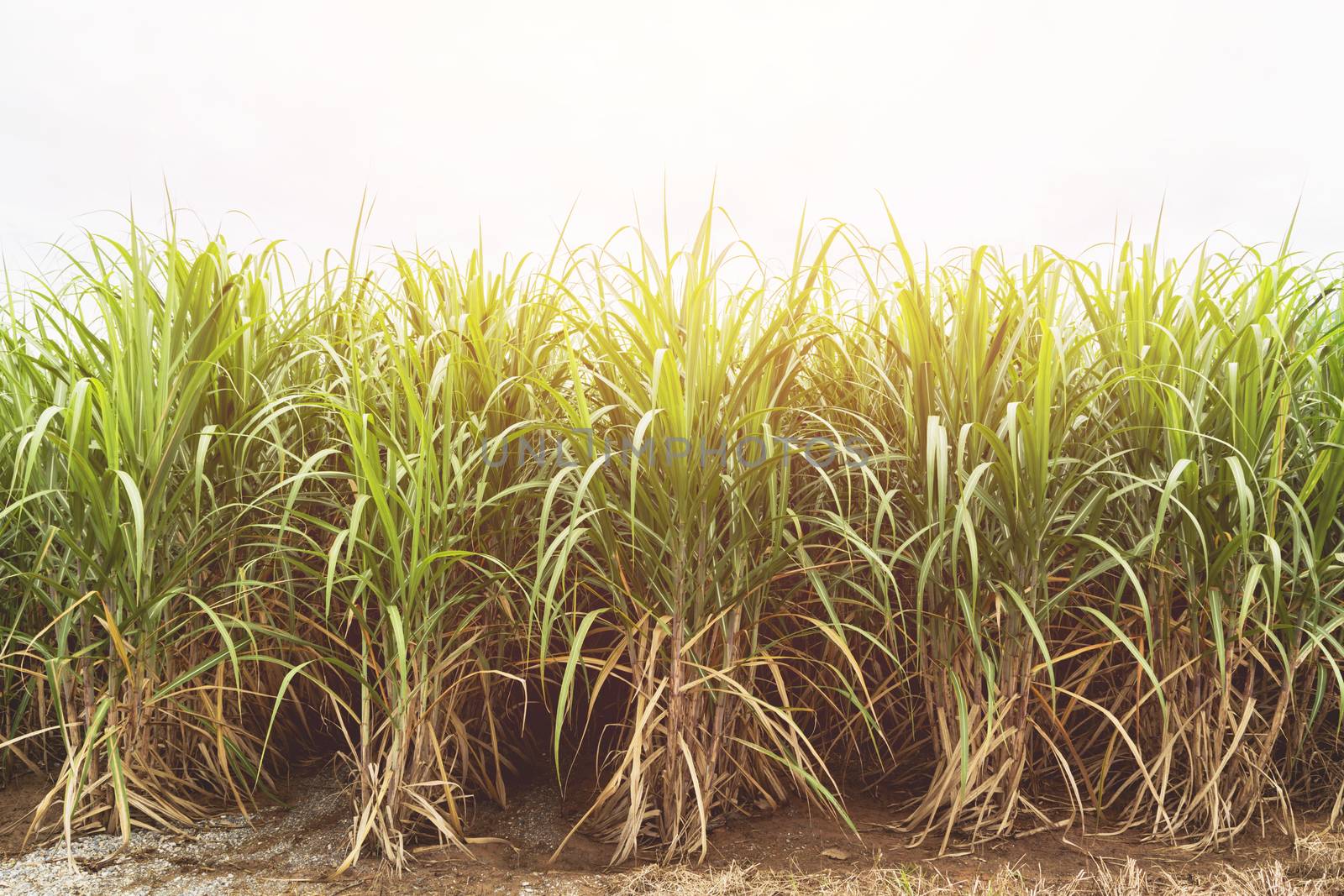 Sugarcane field in blue sky with orange sun ray by kirisa99