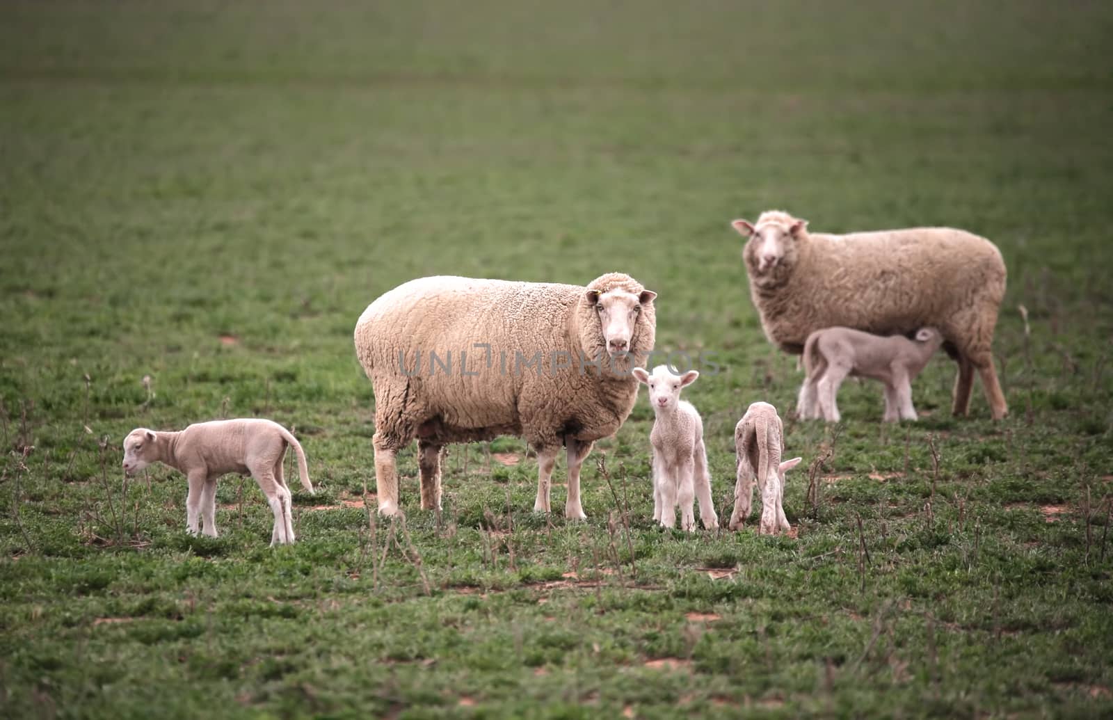 Ewes with their baby lambs in a grassy field