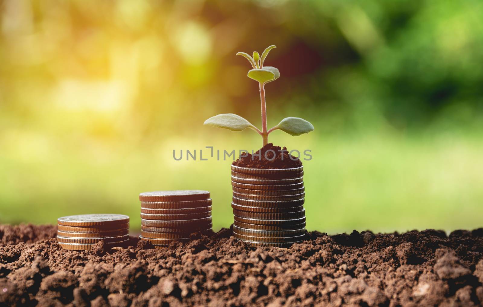 Concept of money tree growing from money. Financial and saving concept.