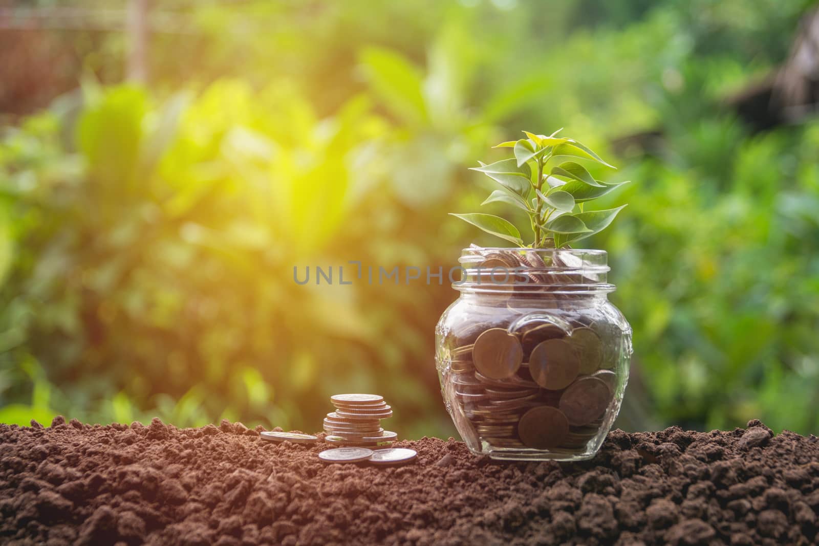 Coins in glass and stack coins with tree for business and tax se by kirisa99