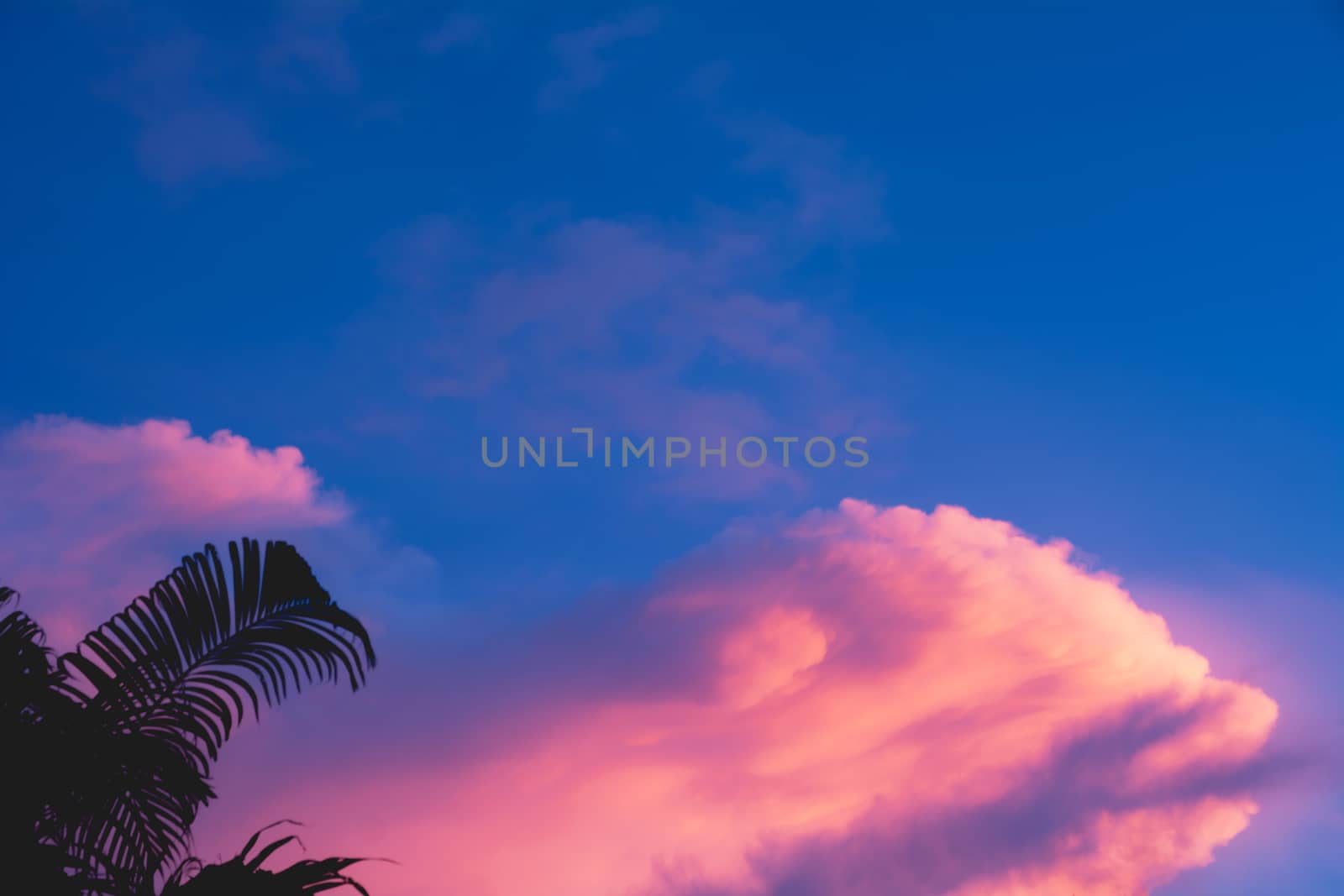 Trees on cloudy with sky at evening background silhouette style.