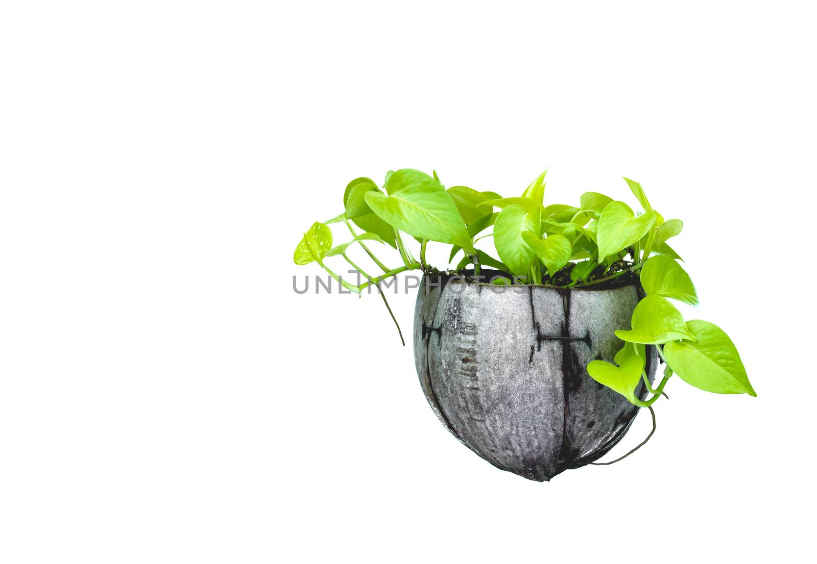 green potted plant, trees in the coconut shell isolated on white by kirisa99