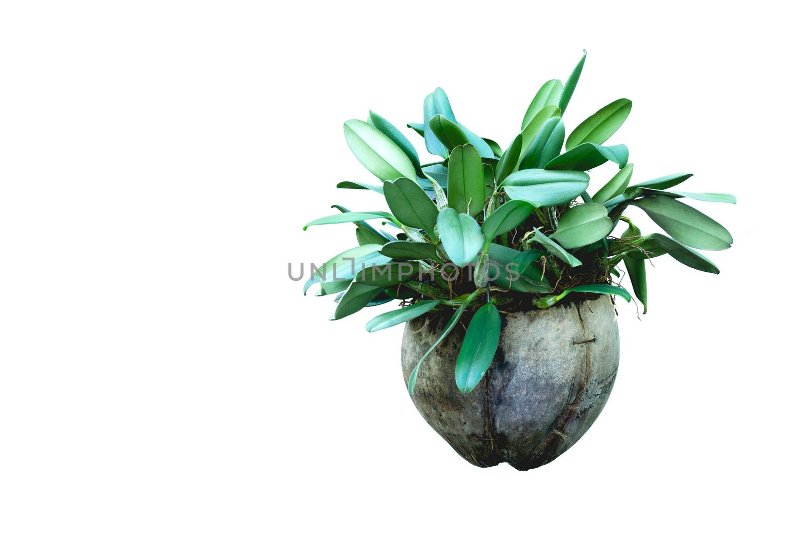 green potted plant, trees in the coconut shell isolated on white by kirisa99