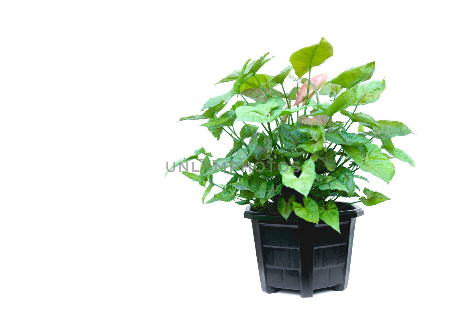 green potted plant, trees in the pot isolated on white backgroun by kirisa99