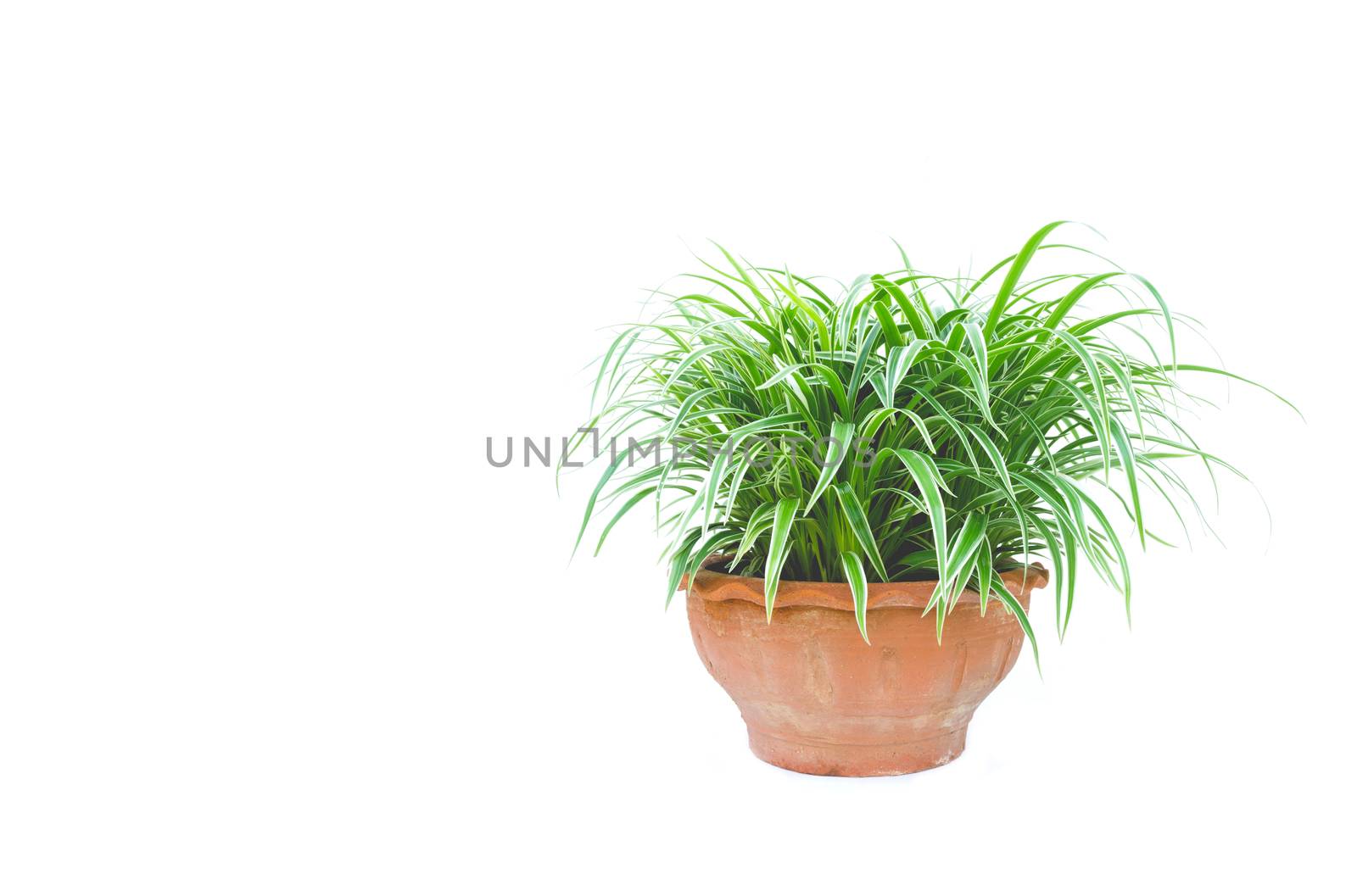 green potted plant, trees in the pot isolated on white backgroun by kirisa99