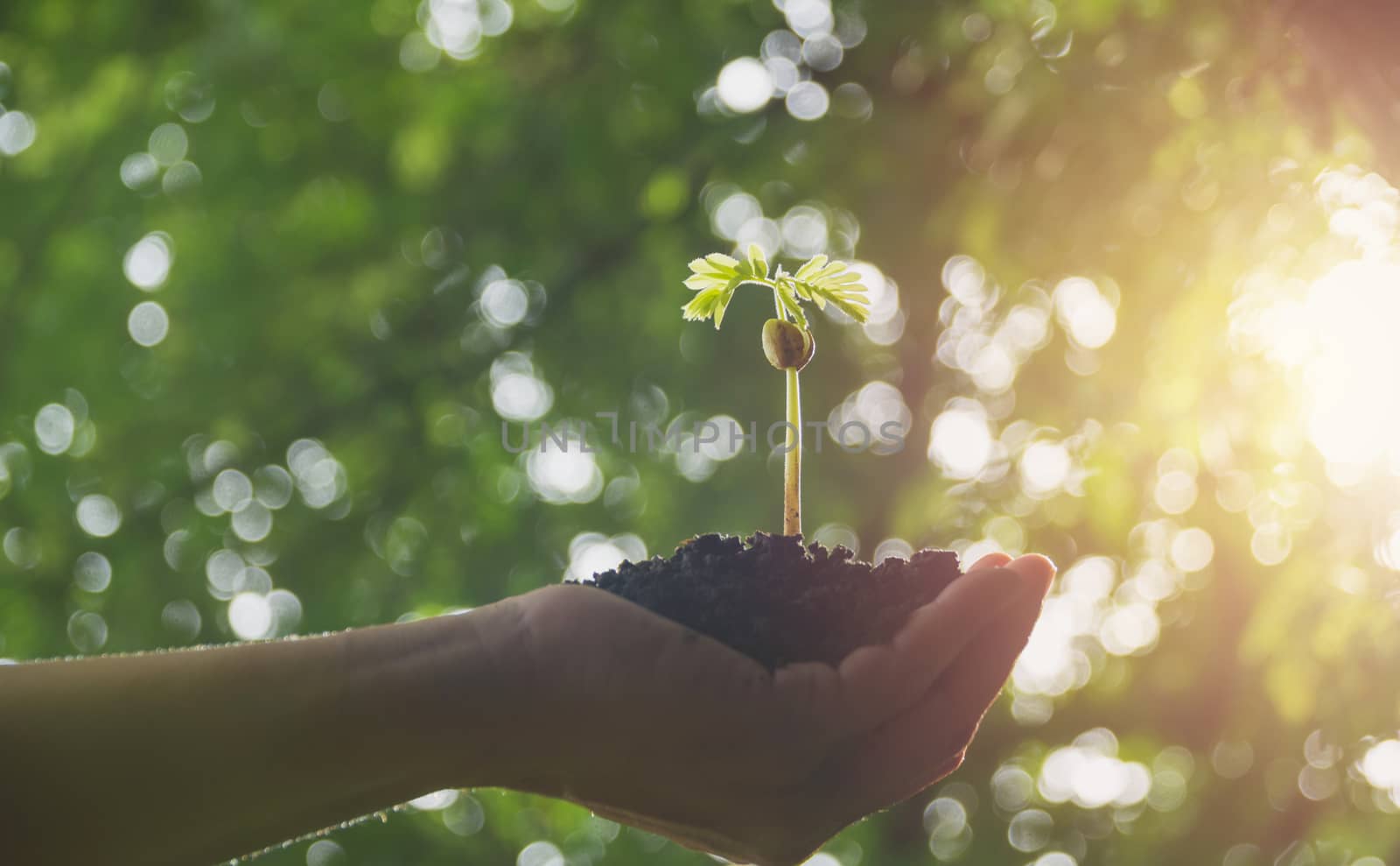 Human hands holding green small plant life concept.Ecology concept.