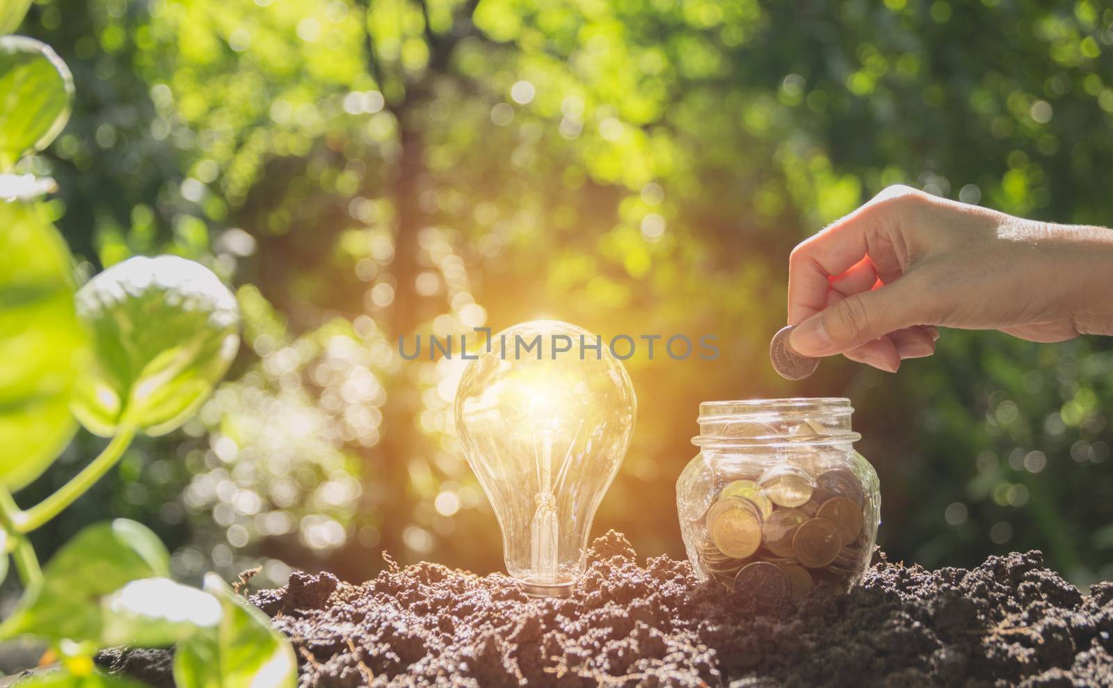 Energy saving light bulb and tree growing on stacks of coins on nature background.