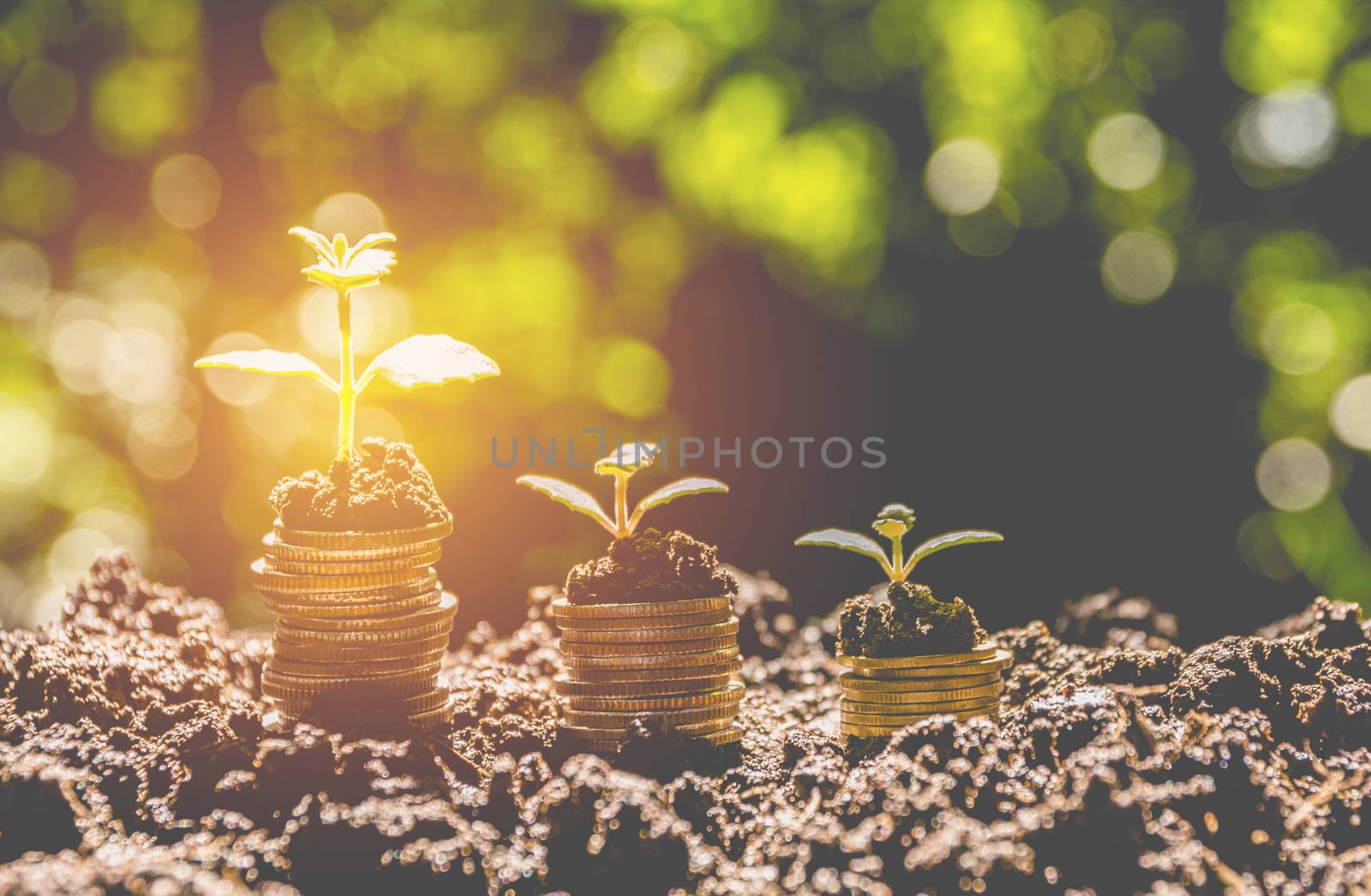 Concept of money tree growing from money. Financial and saving concept.