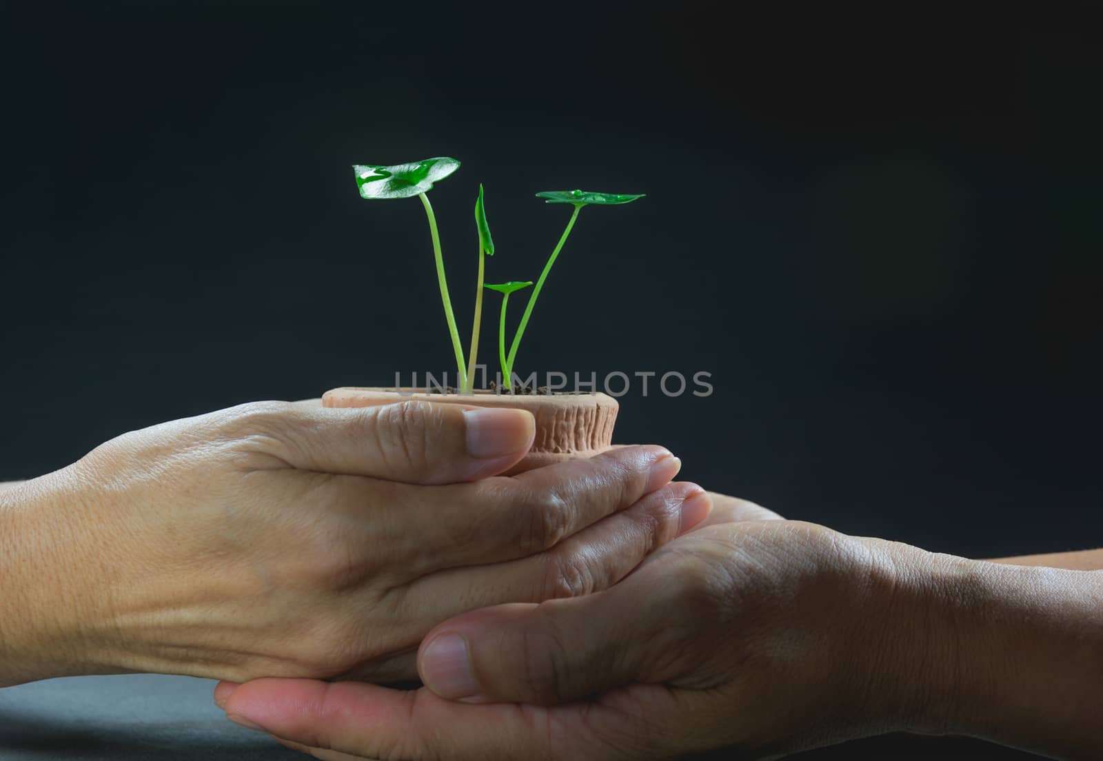 Human hands holding and giving green small plant life concept.Ecology concept.