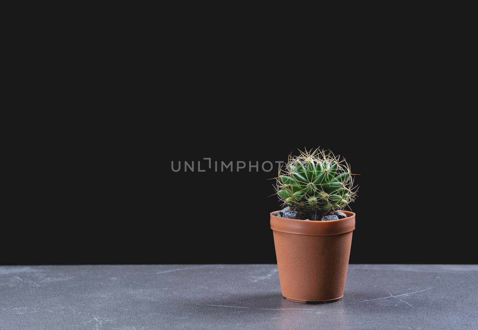 green potted plant, trees in the pot on table and dark background.