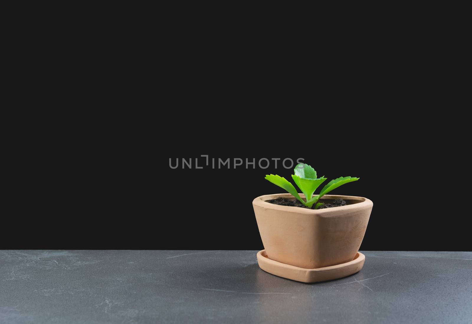 green potted plant, trees in the pot on table and dark background.