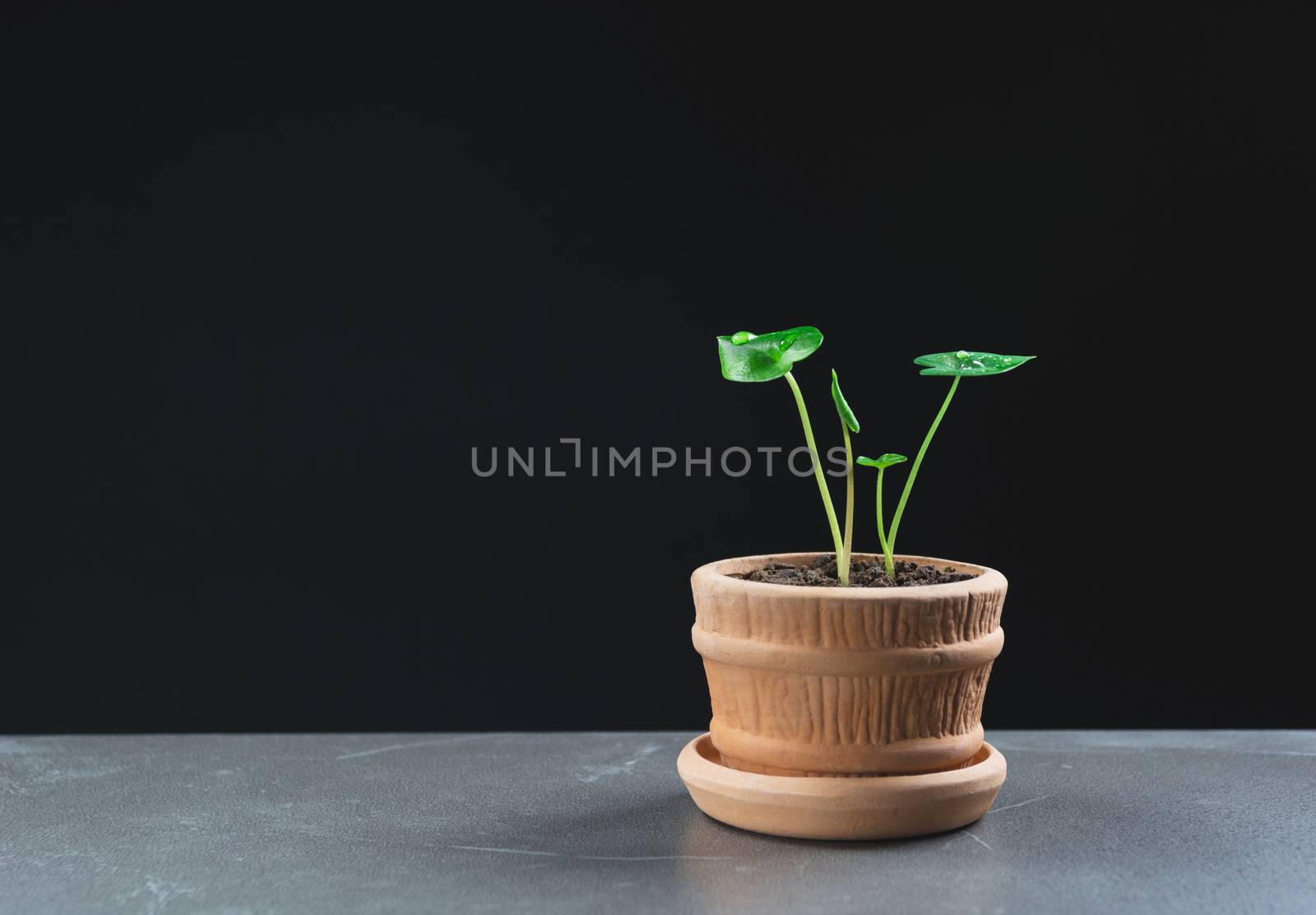 green potted plant, trees in the pot on table and dark background.