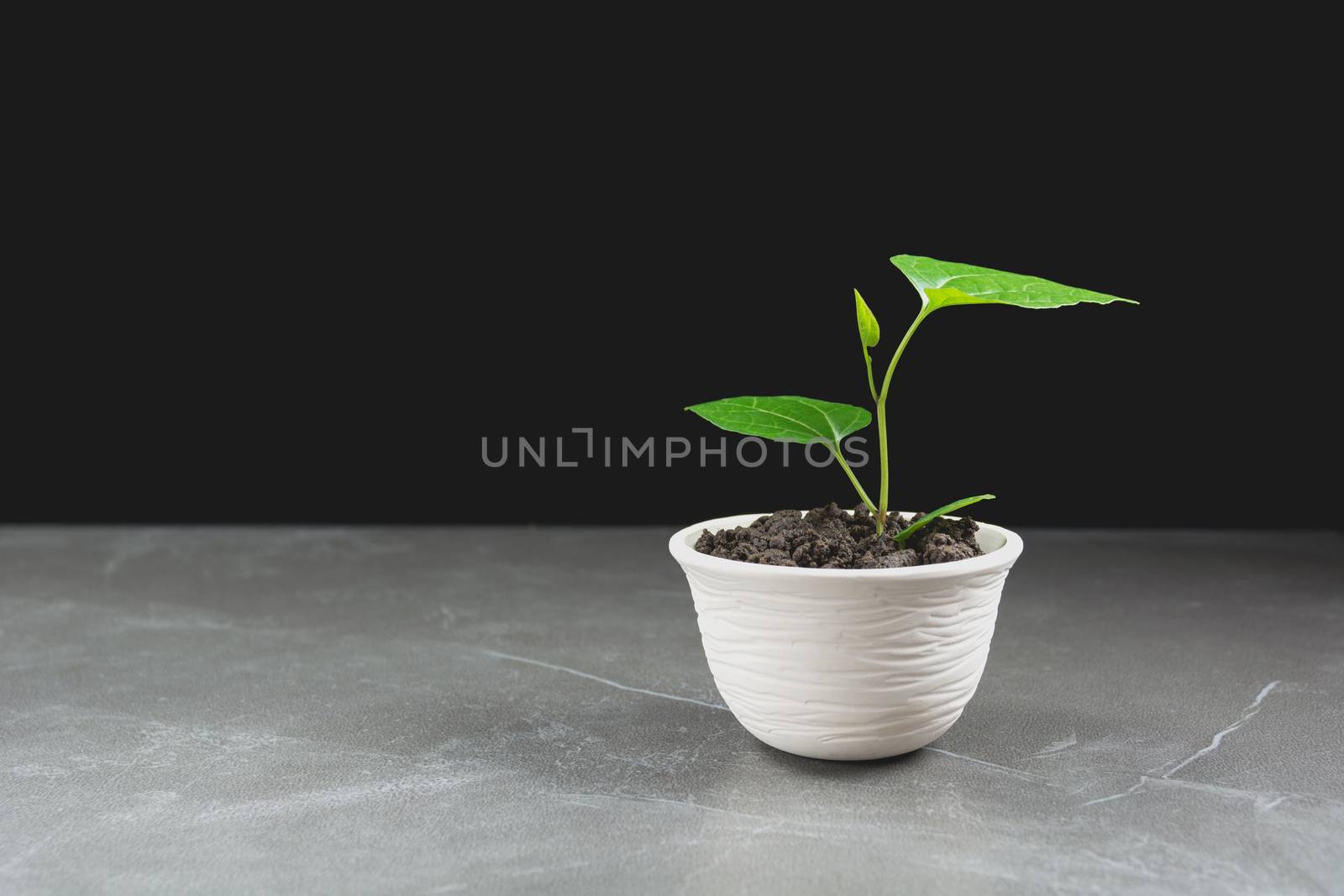 green potted plant, trees in the pot on table and dark background.