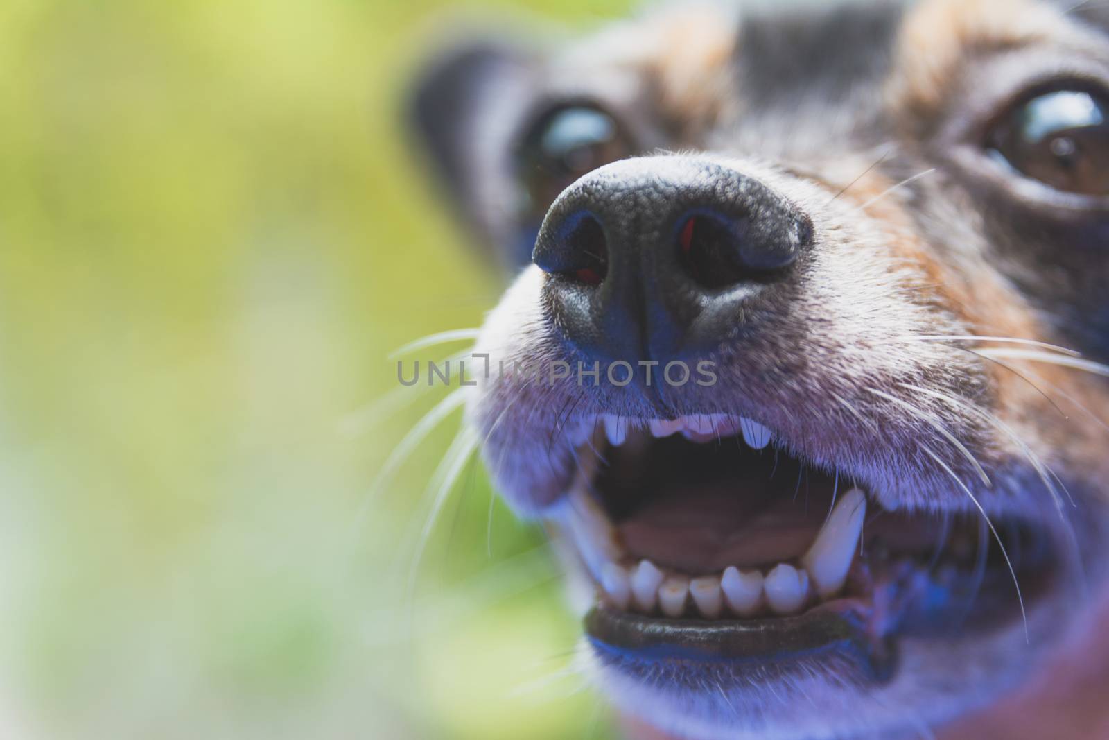 Close up happy head of little black dog playing outside smiles.