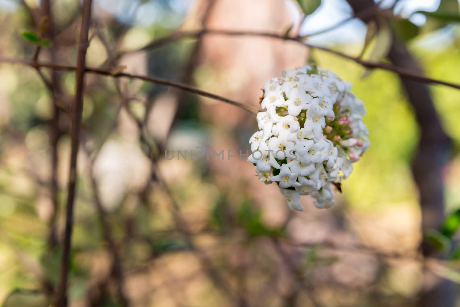 Blooming  tree and mount. Sicily. Spring season. Italy