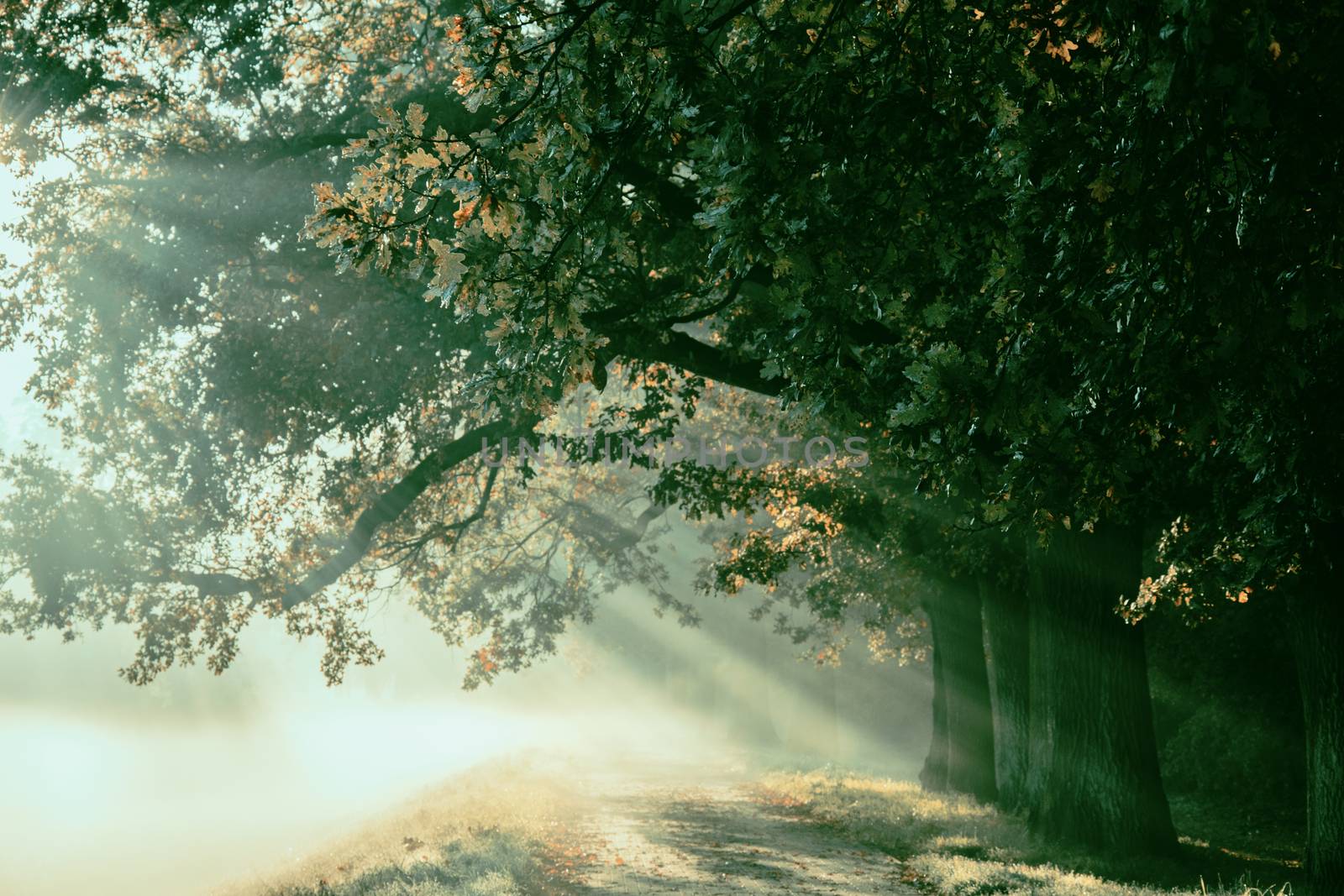 sunrise with rays on the background of a foggy mysterious path in the park