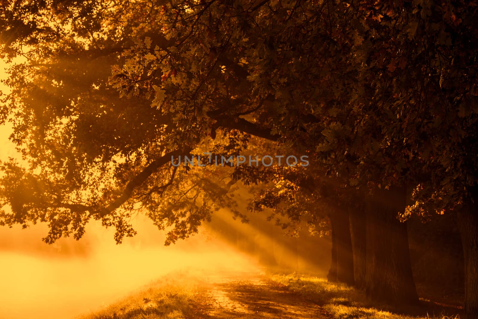 sunrise with rays on the background of a foggy mysterious path in the park