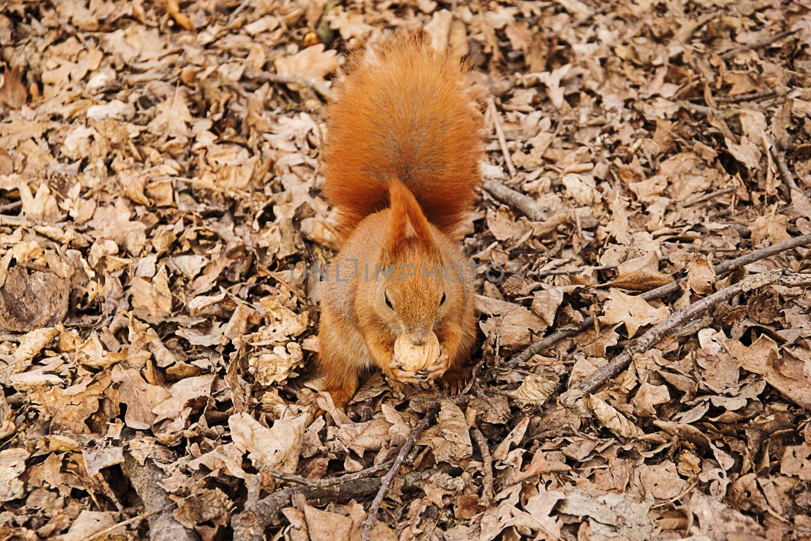 the red squirrel on the ground eats a walnut