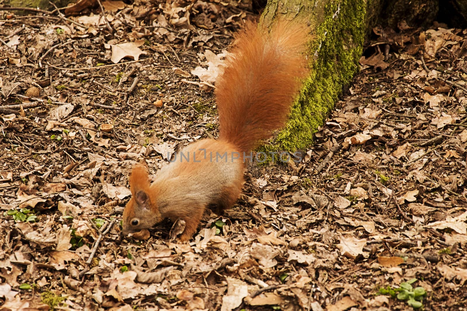 red squirrel looking for food in park