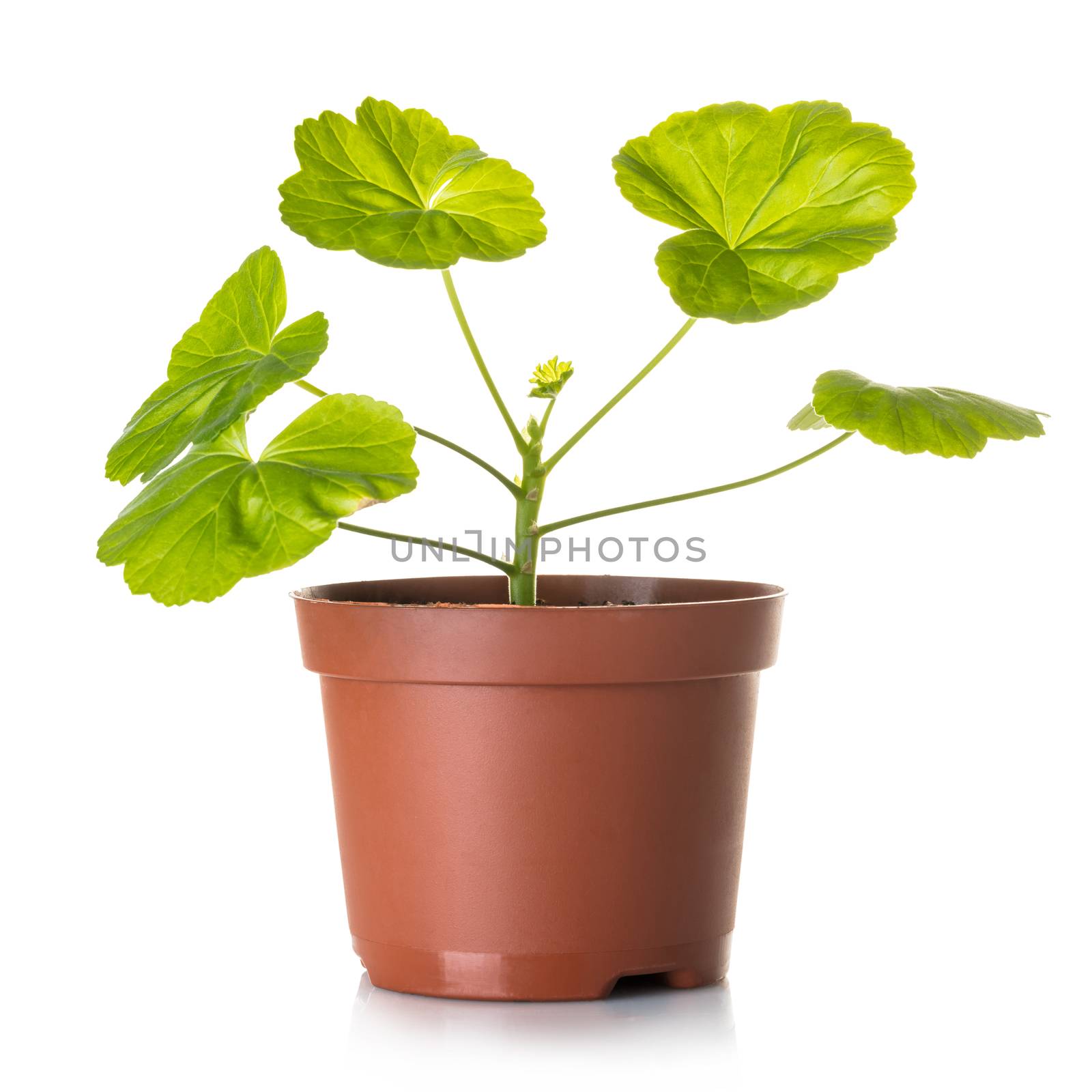 geranium in a pot  by MegaArt
