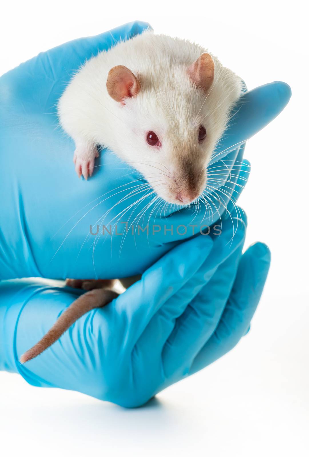 hands in medical gloves hold a rat on white background