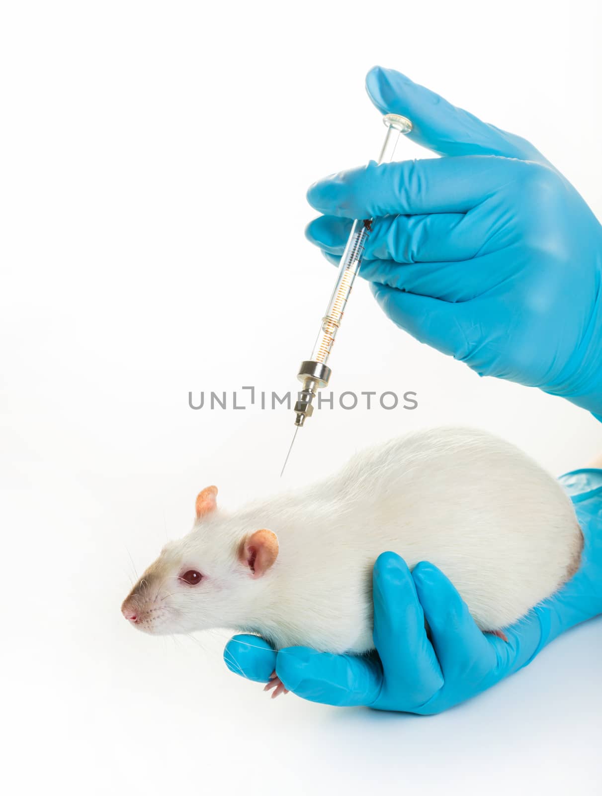 hands in medical gloves make white rat injection by MegaArt