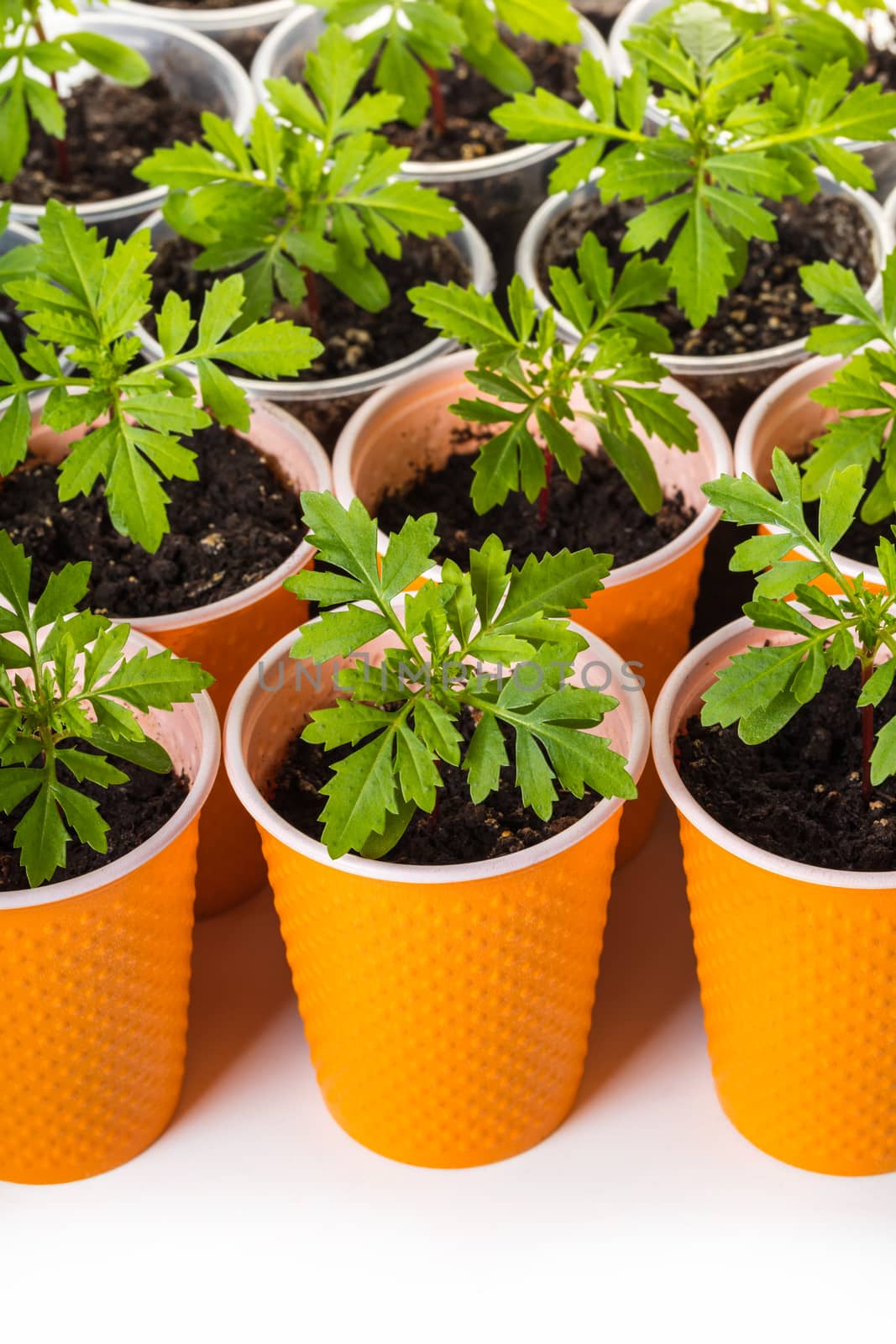 sprouts of flowers in orange cups close-up