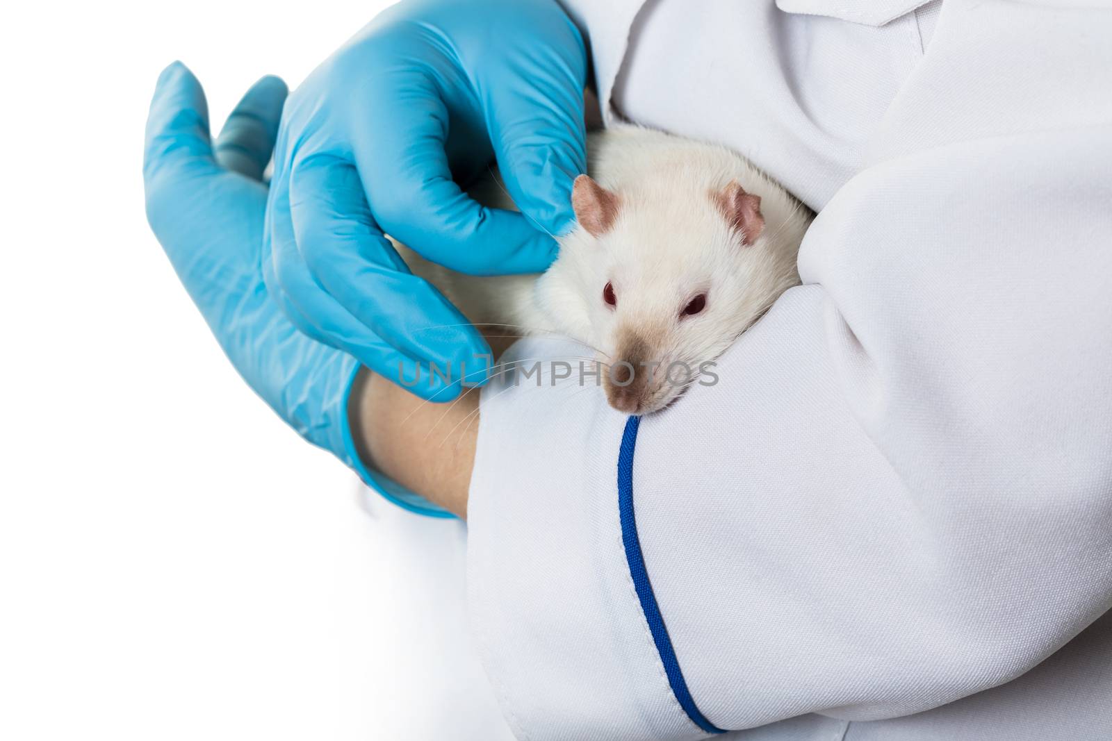 woman in medical gloves holds a white rat