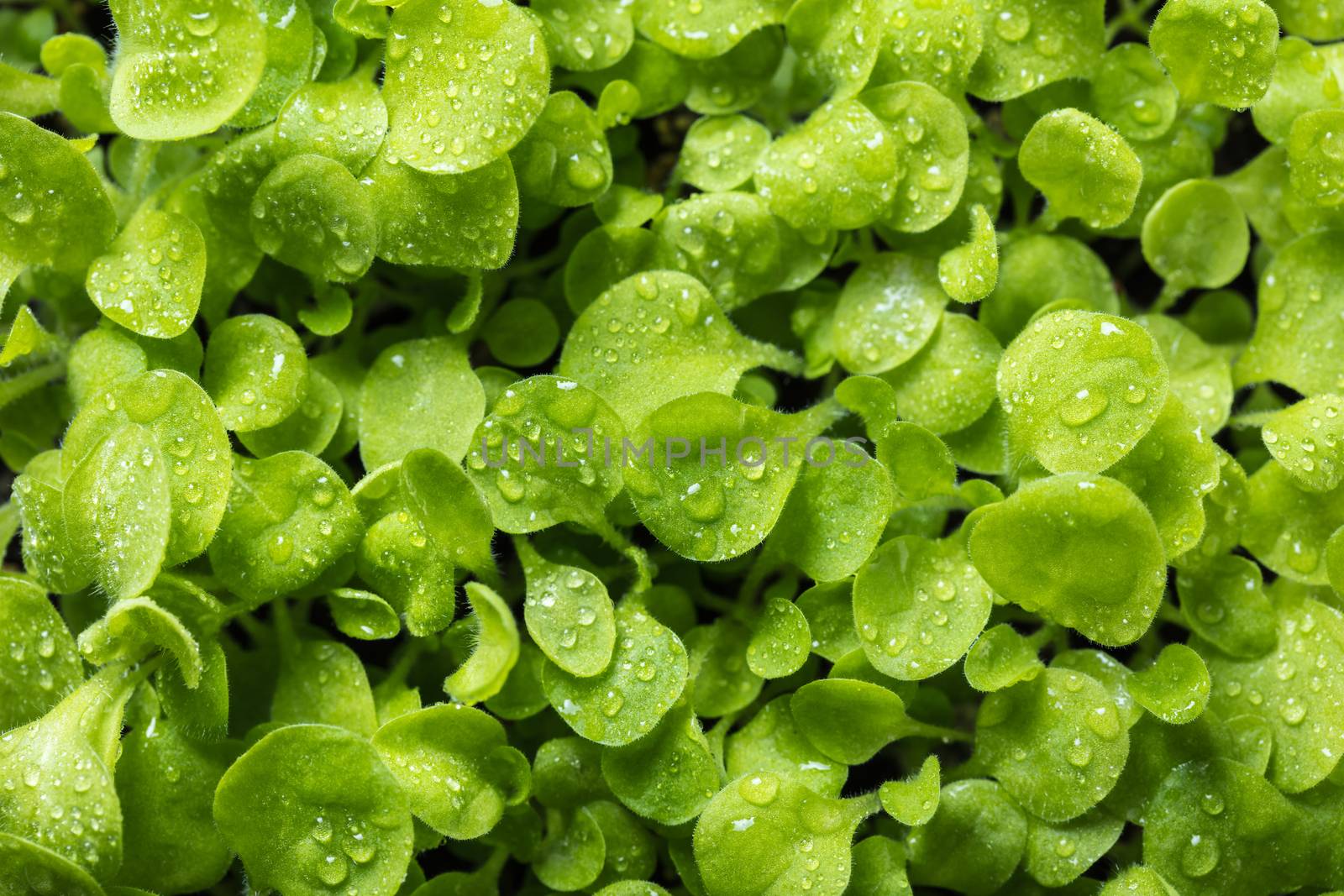 growing young plants with water drops on leaves