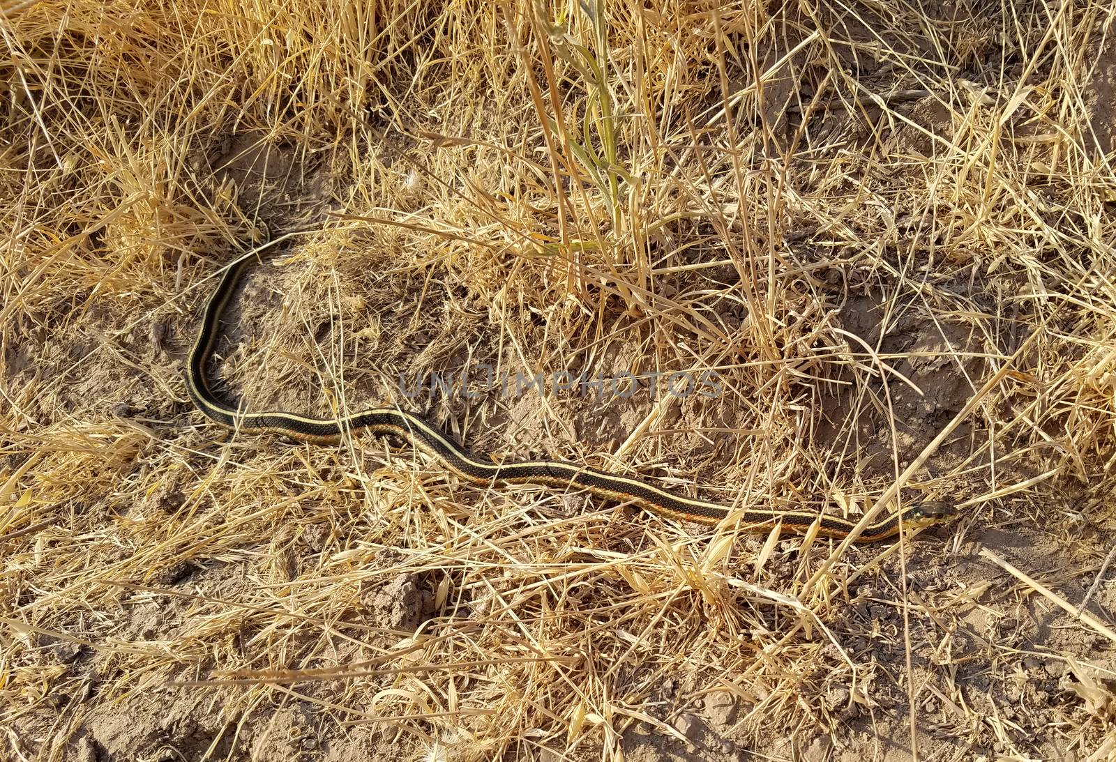 Coast Garter snake by whitechild