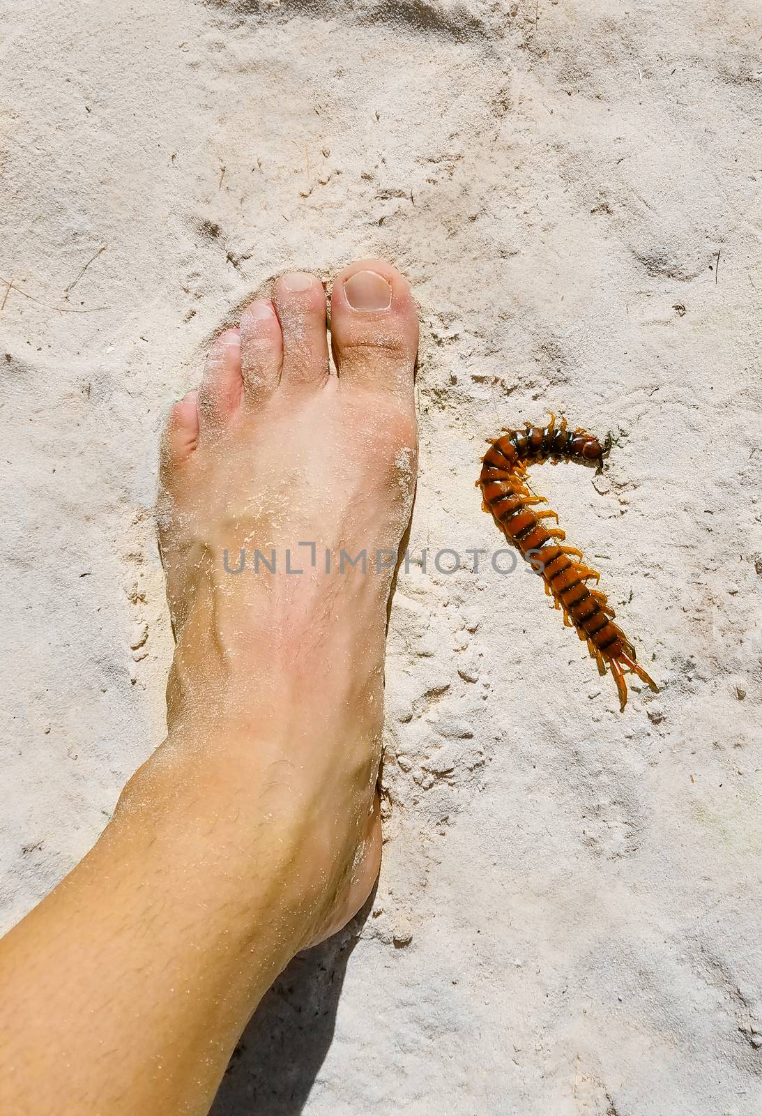 Peruvian giant yellow-leg centipede, or or Amazonian giant centipede, Scolopendra gigantea, compared to a man's foot size 10.5 US, or 43 EU, or 10 UK.